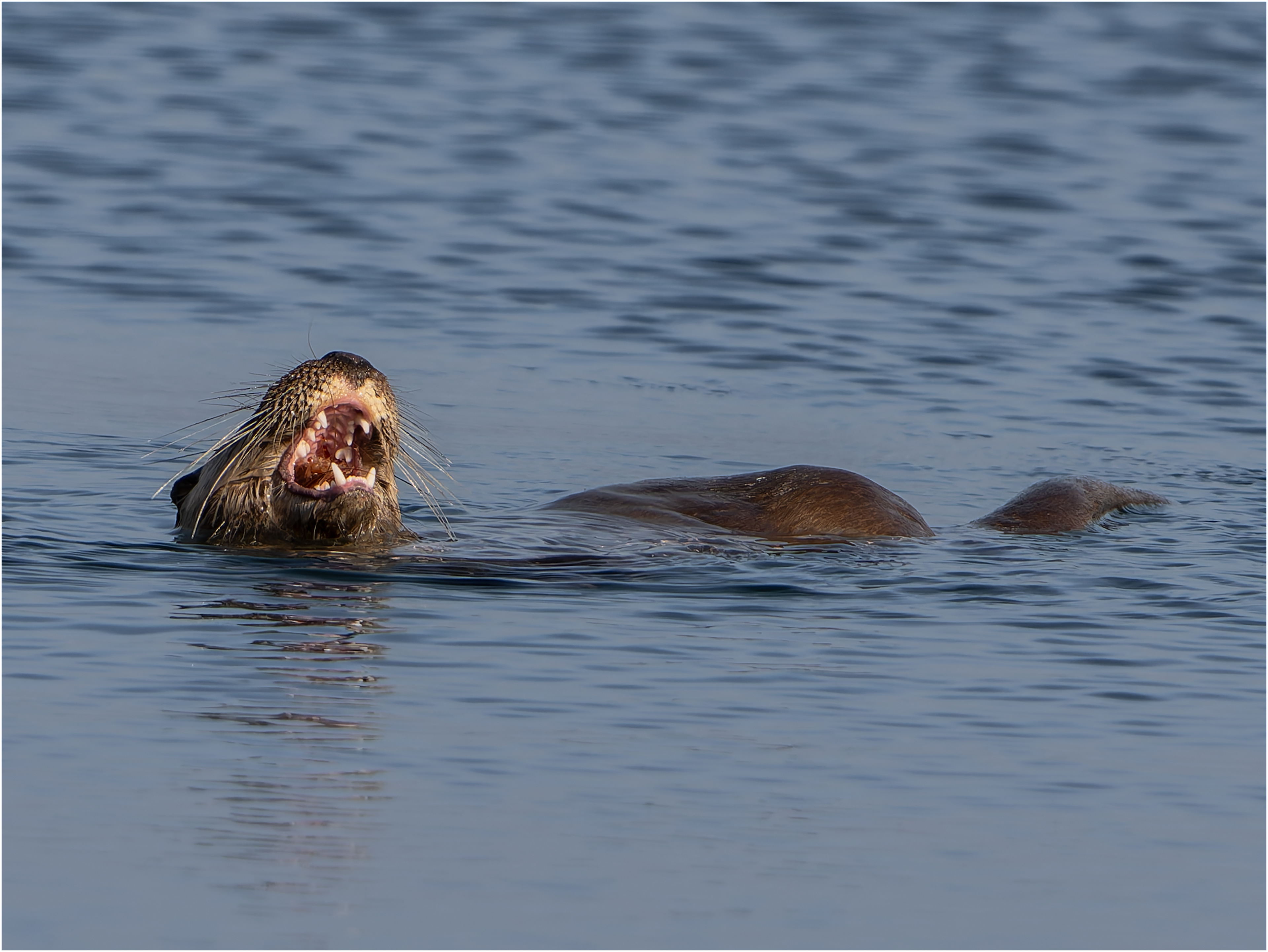 Otter from the Isle. of Mull: Scotland