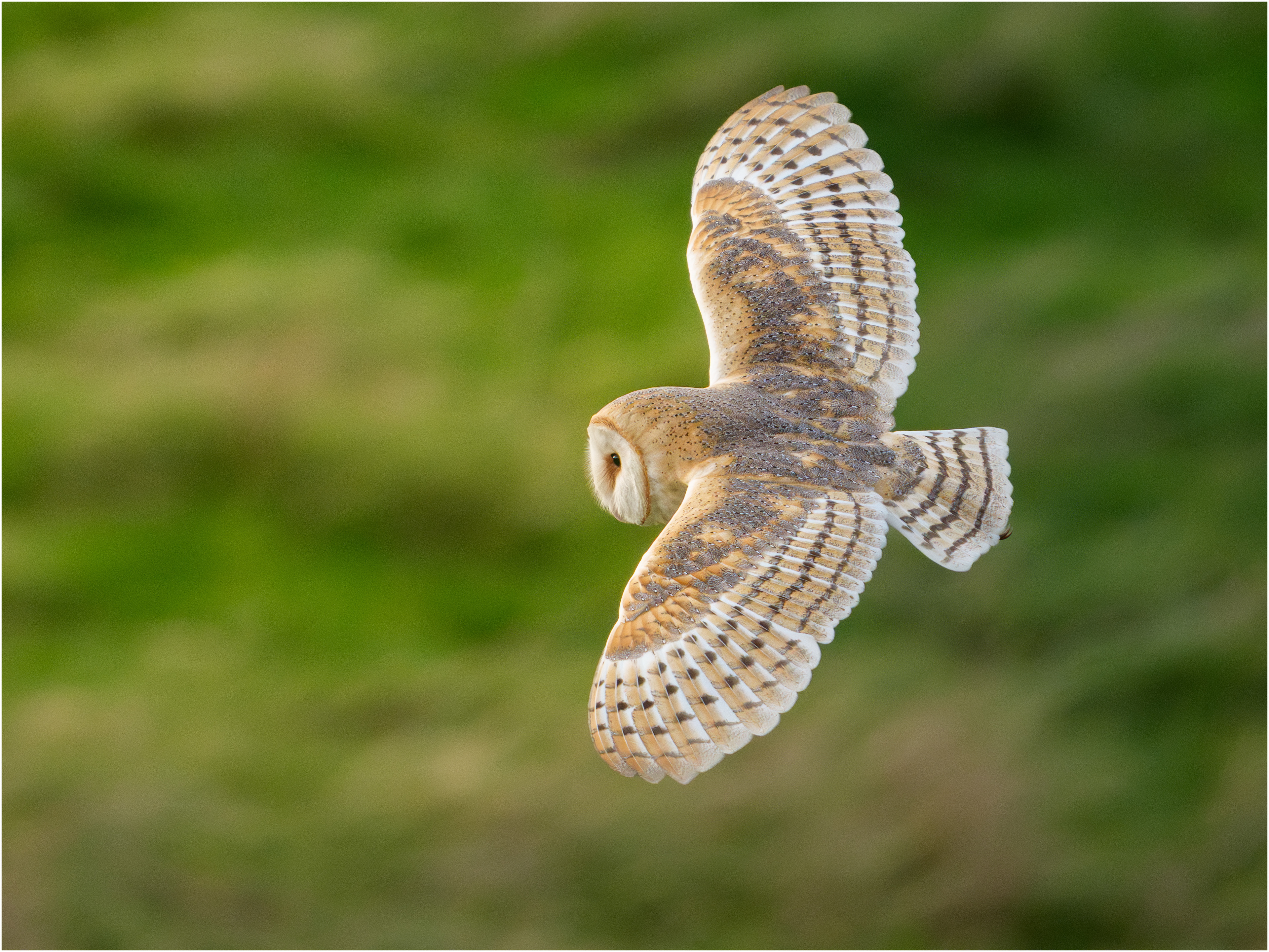 Barn Owl