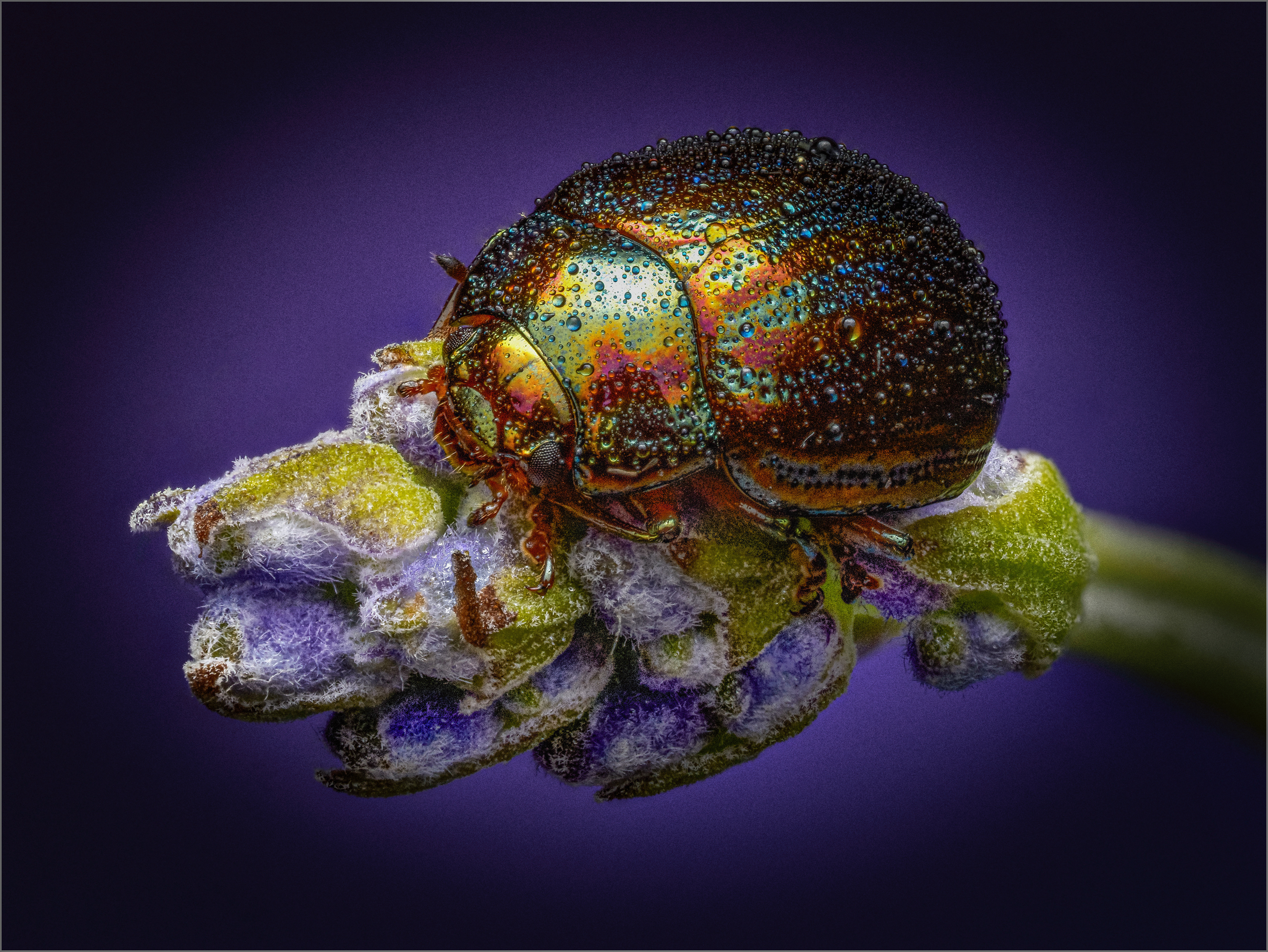 Rosemary Beetle