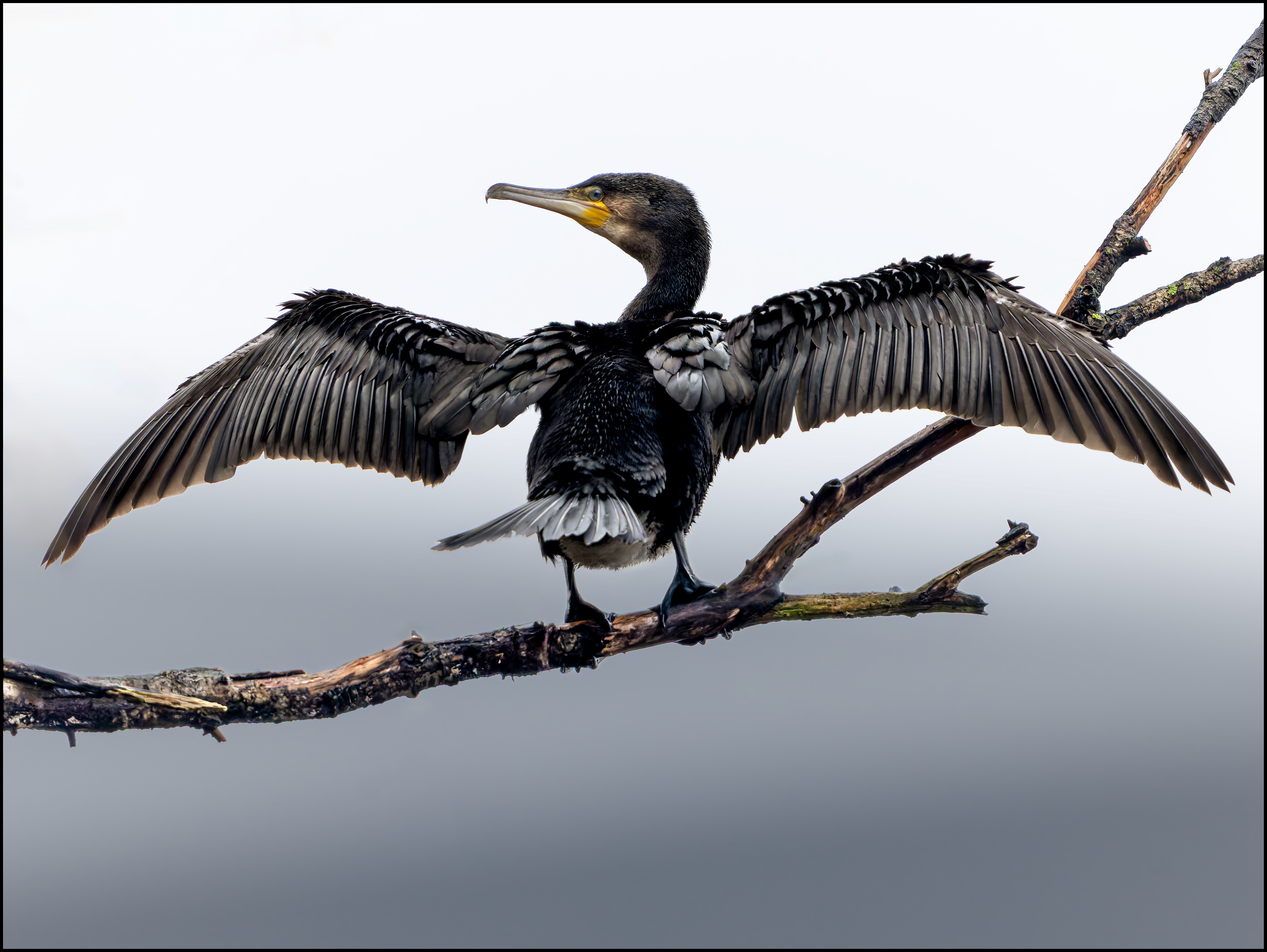 Cormorant Drying itself 2: Newport Shropshire, England