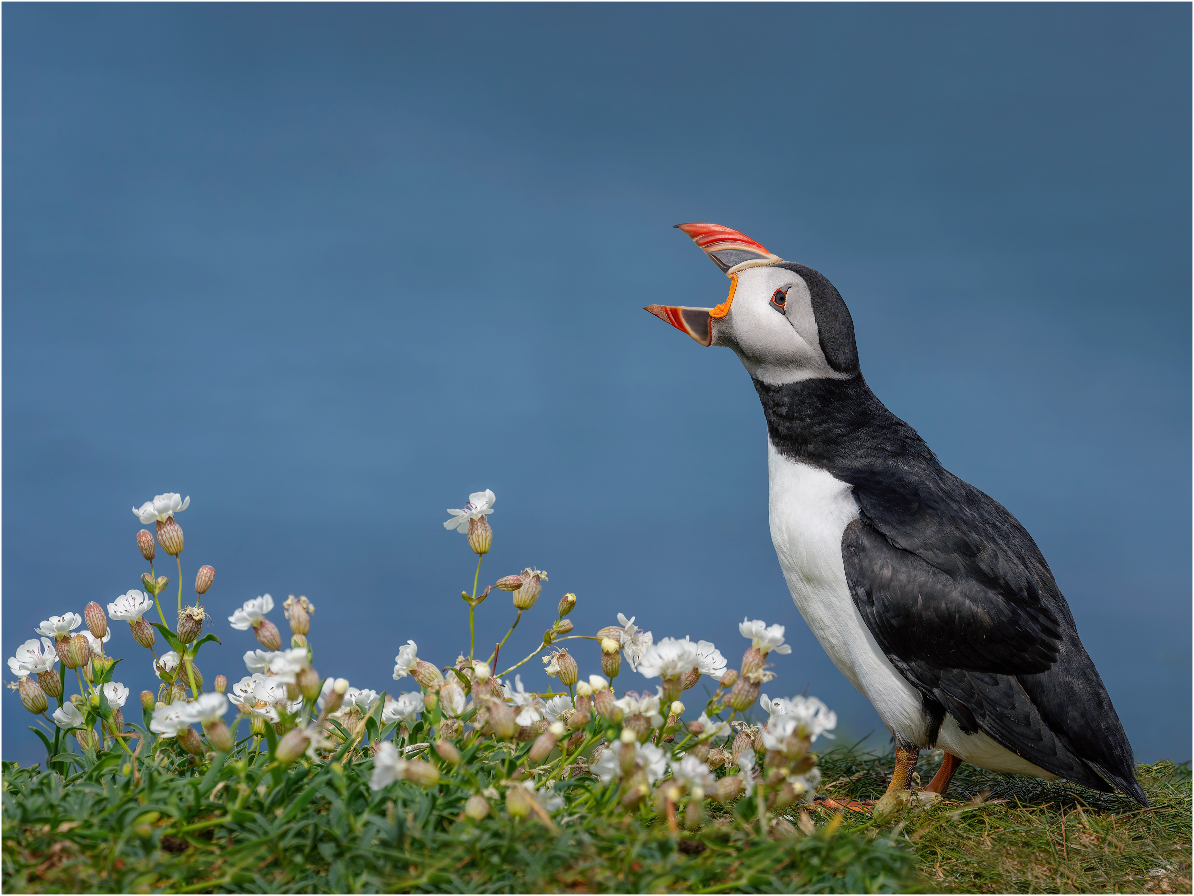 RSPB and SINWP Highly Commended Award