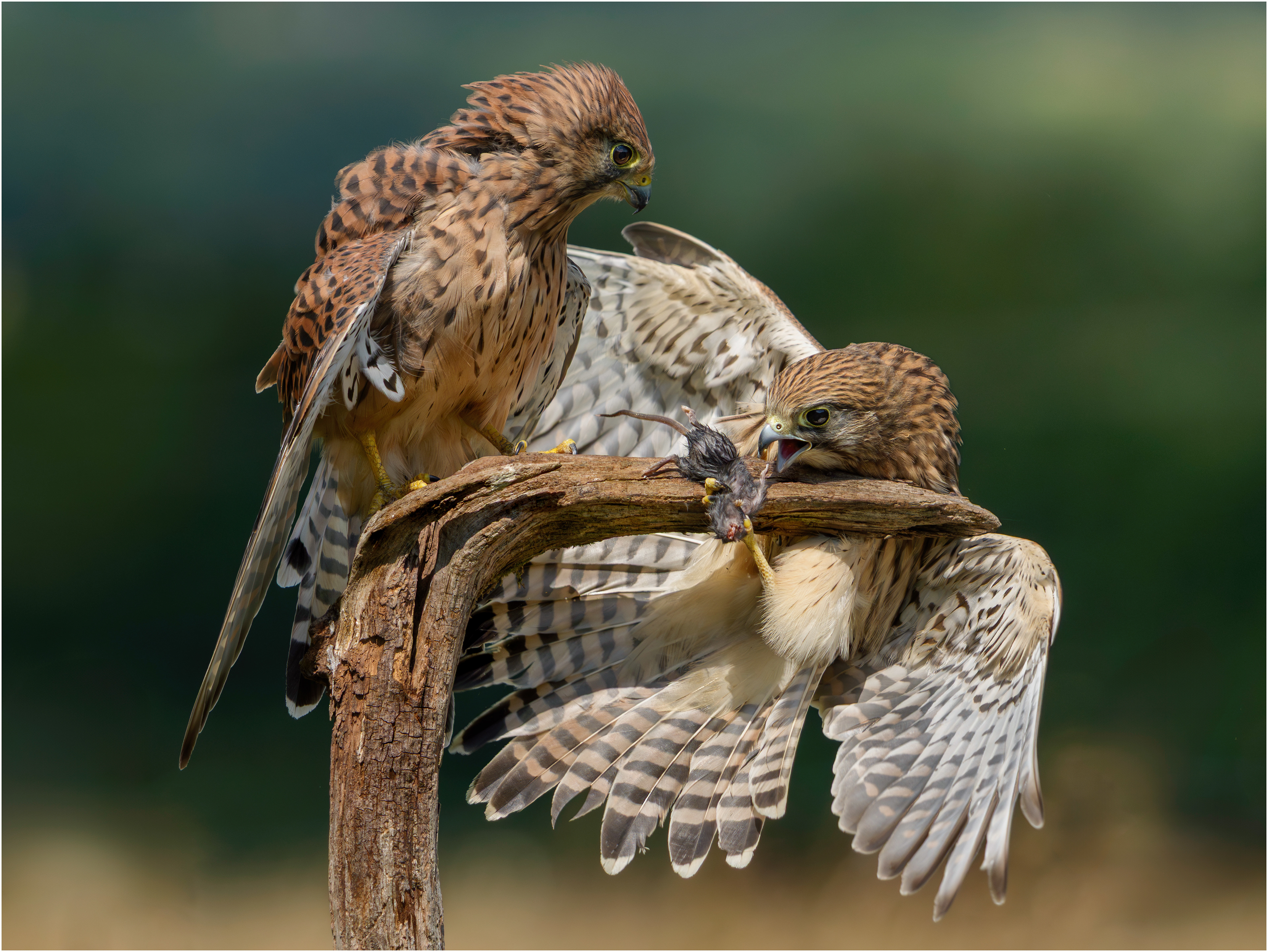 RSPB and SINWP Gold Award