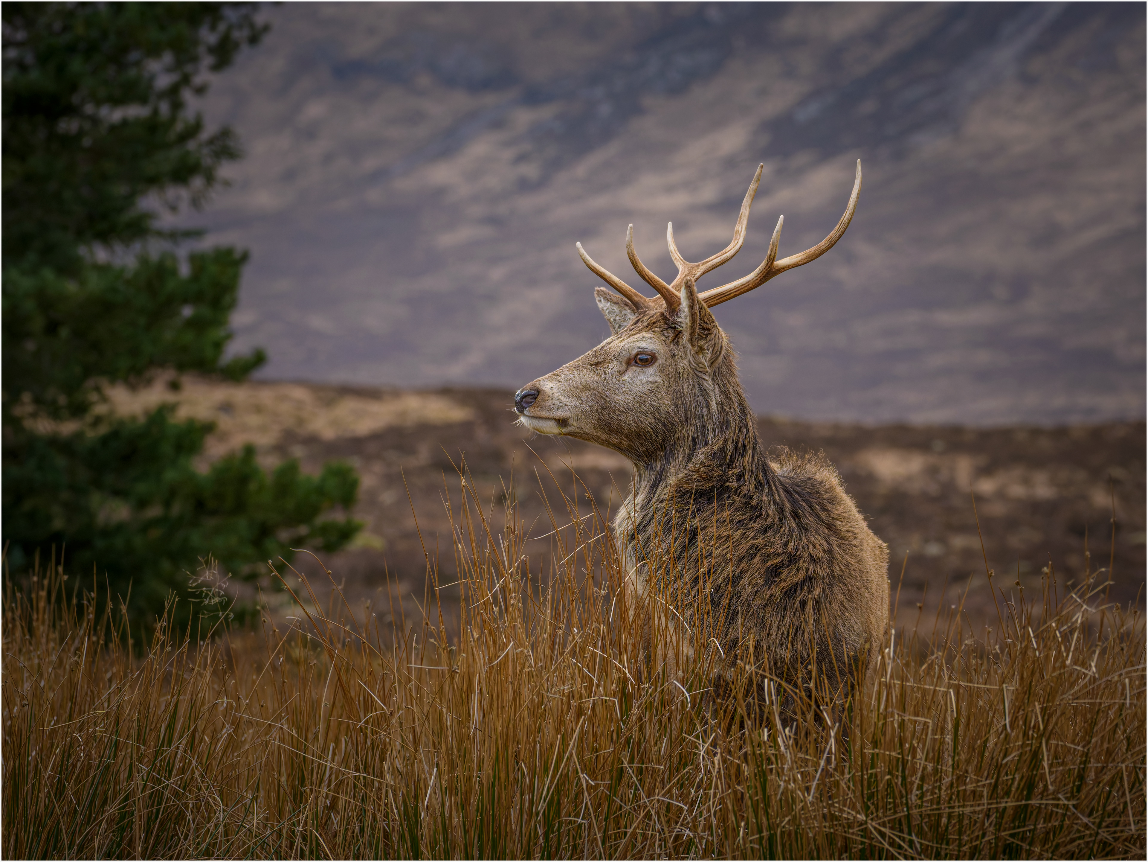 Red Deer Stag from GlenCoe: Scotland