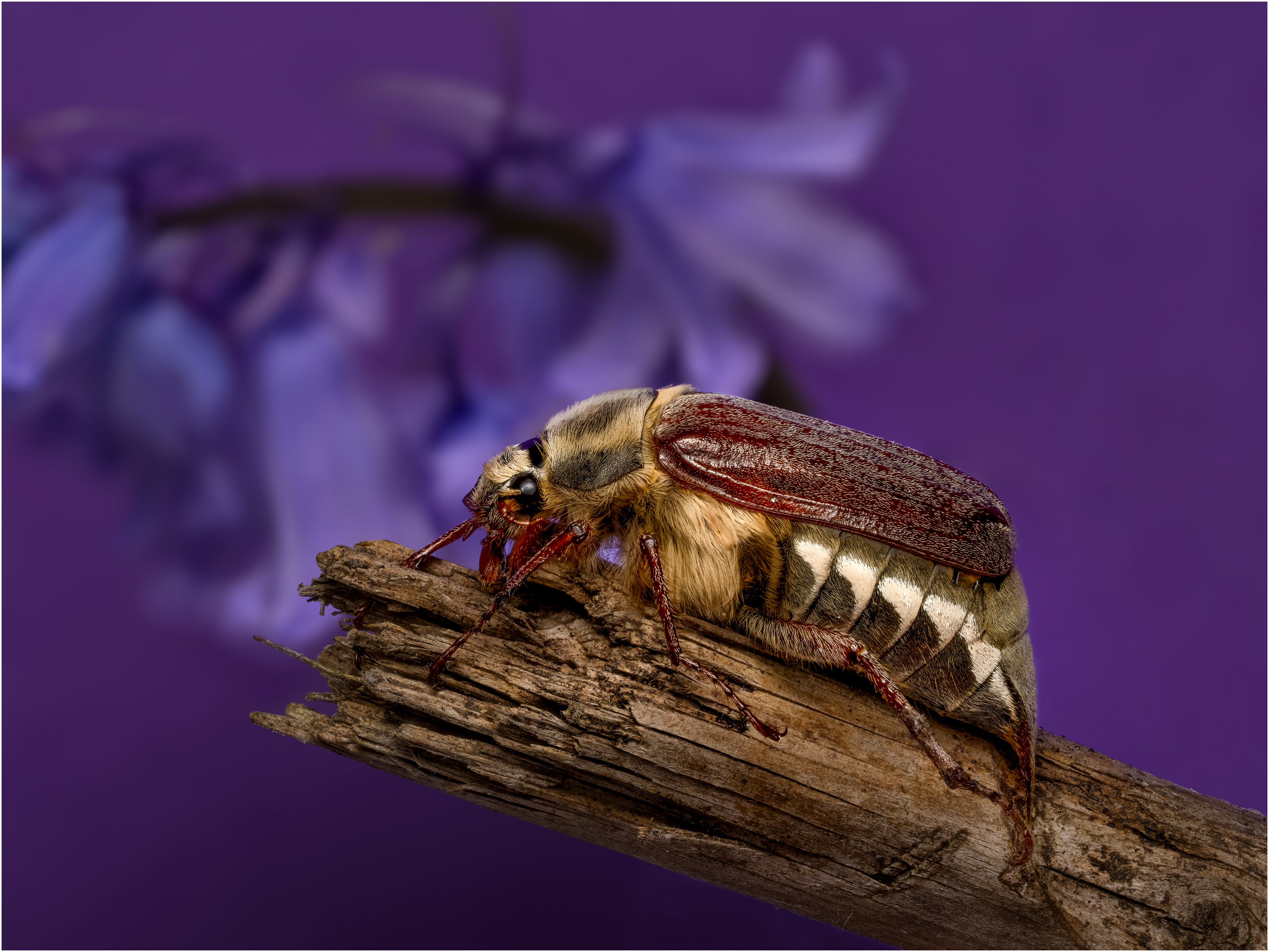 Common Cock Chafer Female