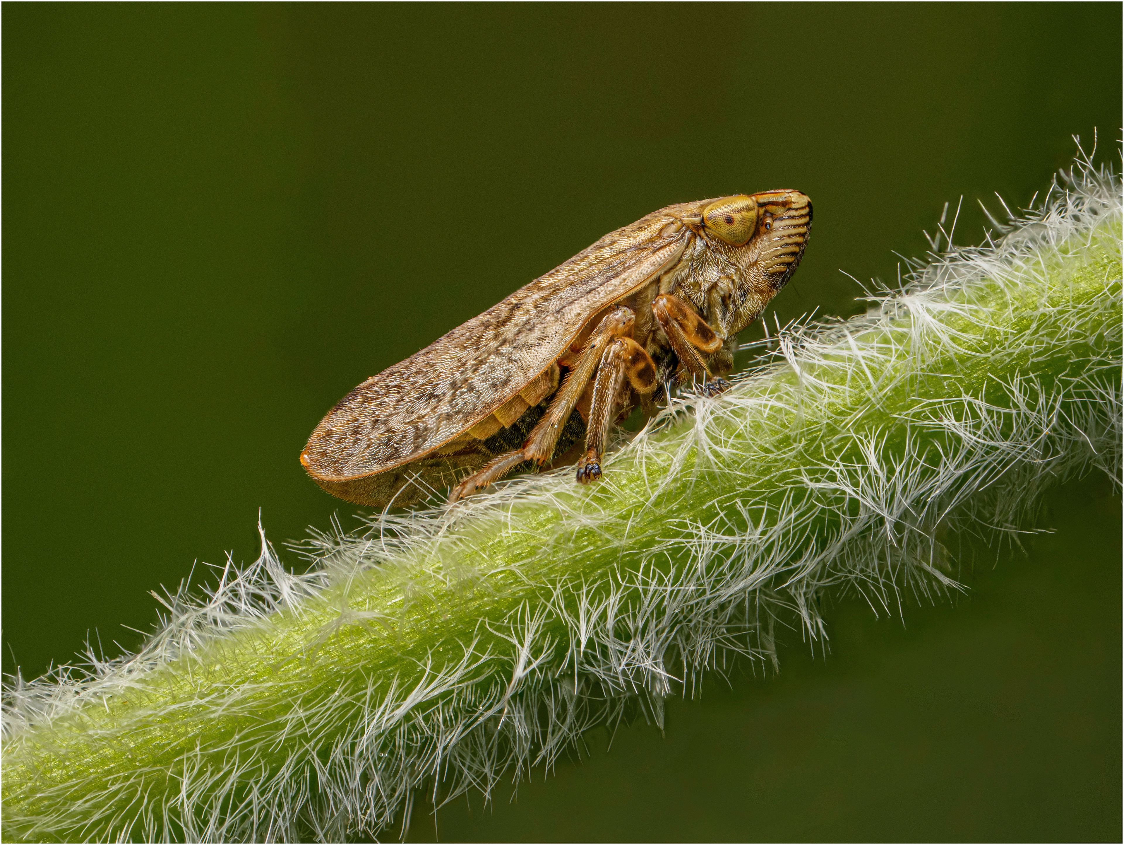 Frog Hopper