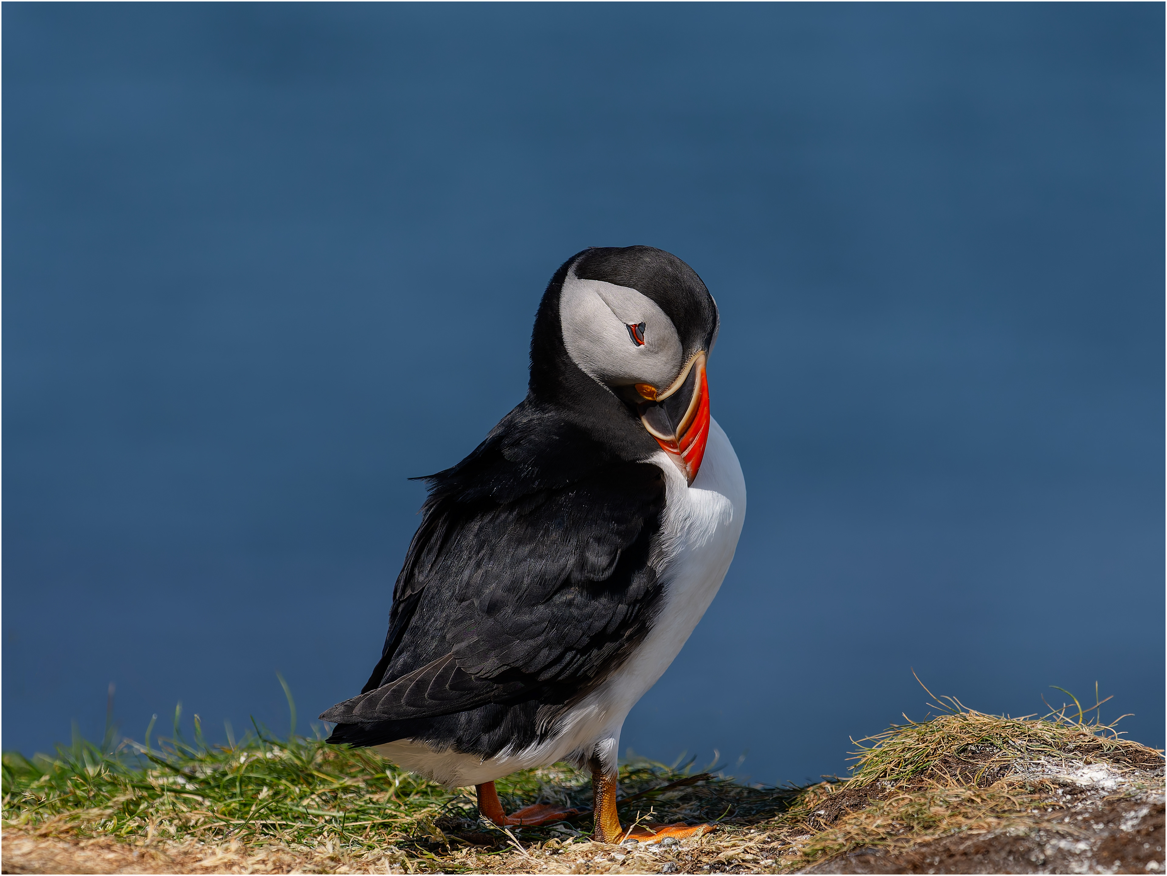 Puffin preening