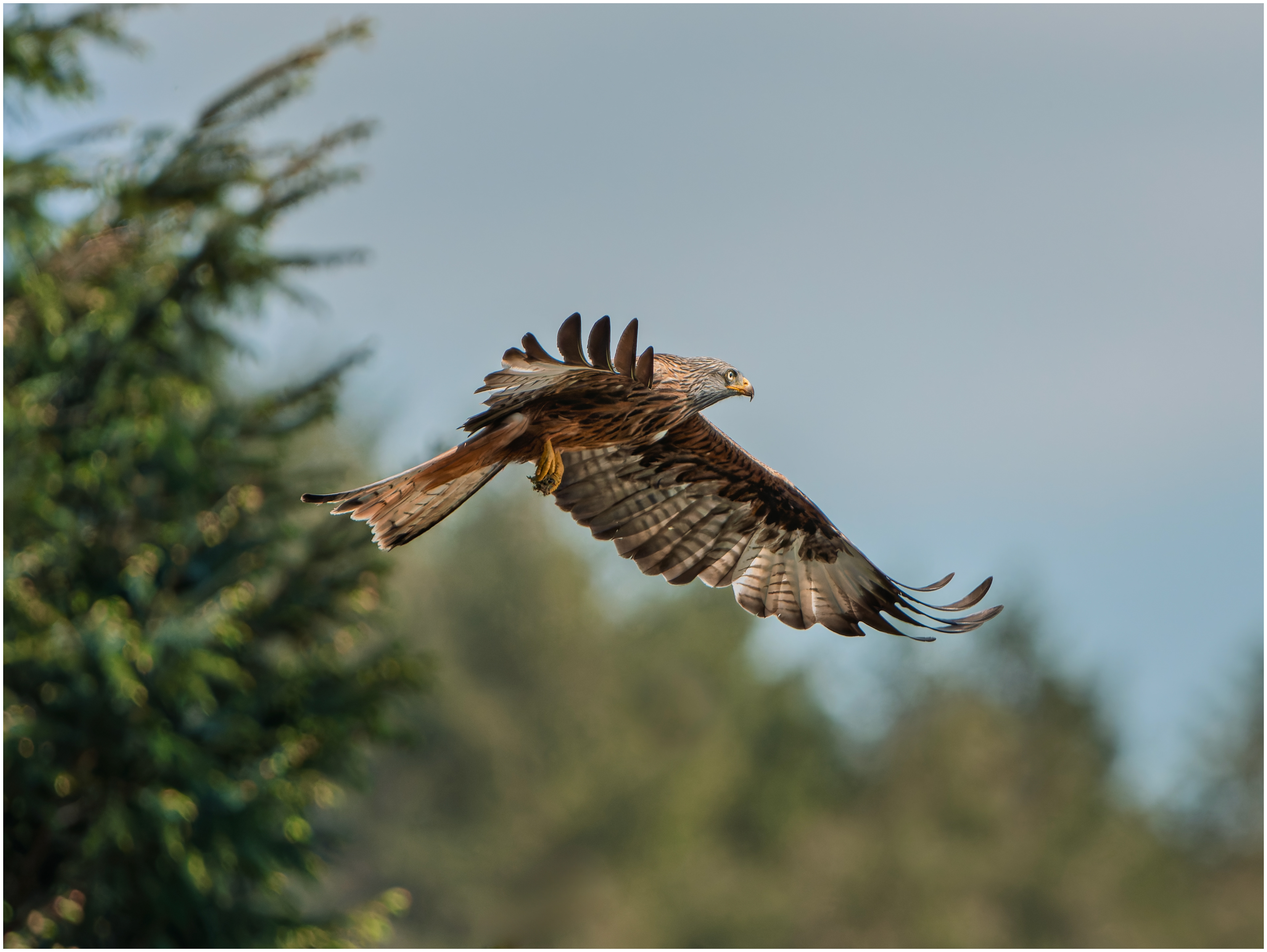 Red Kite: Bwlch Nant yr Arian Forest, Wales