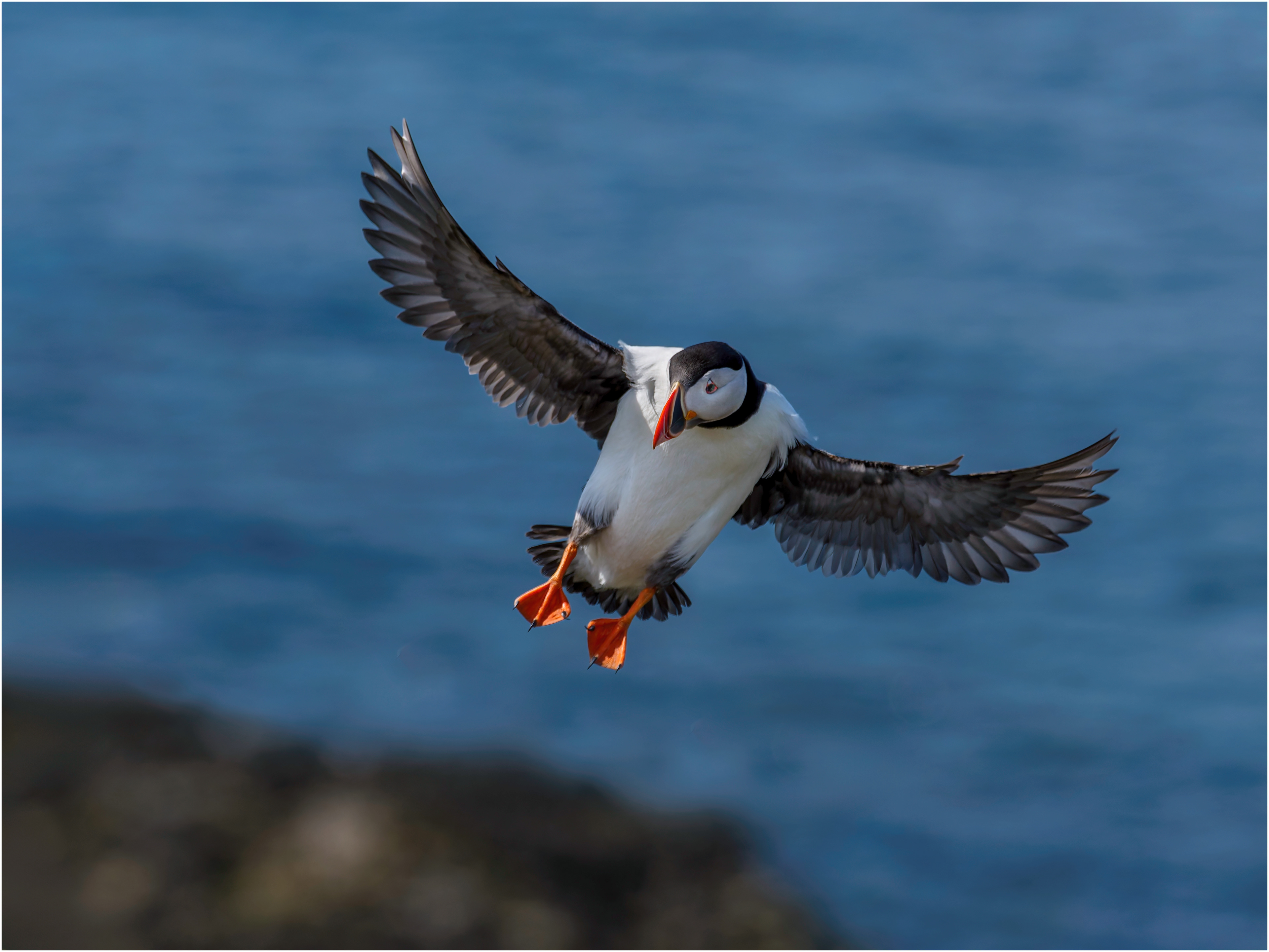 Puffin coming into land