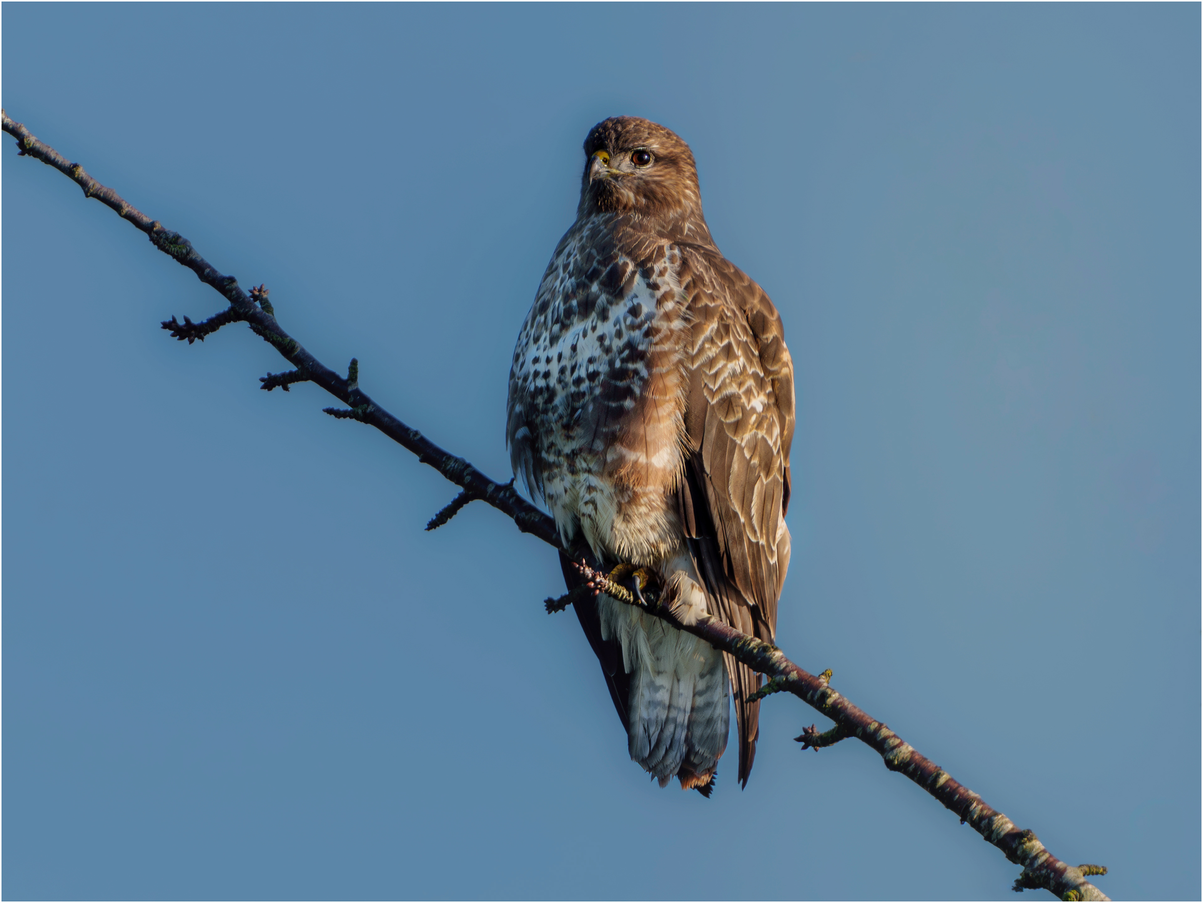 Female Buzzard: Newport Shropshire, England