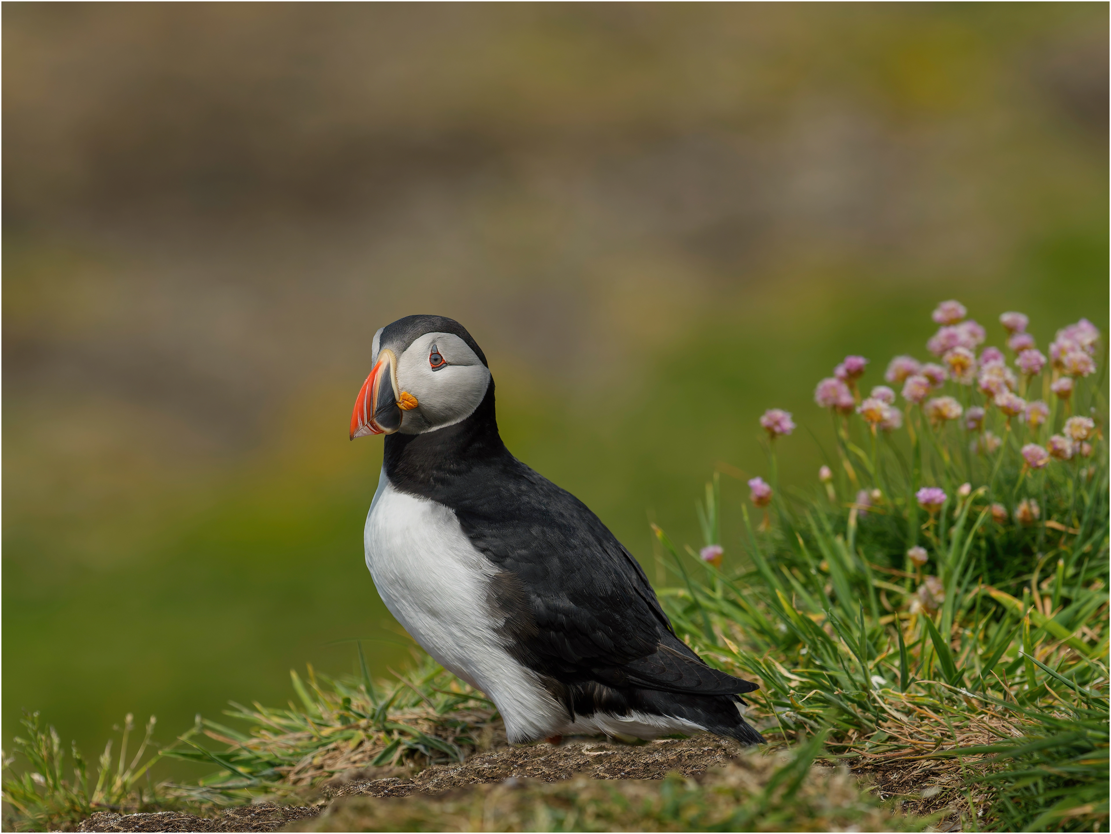 Puffin and machair 