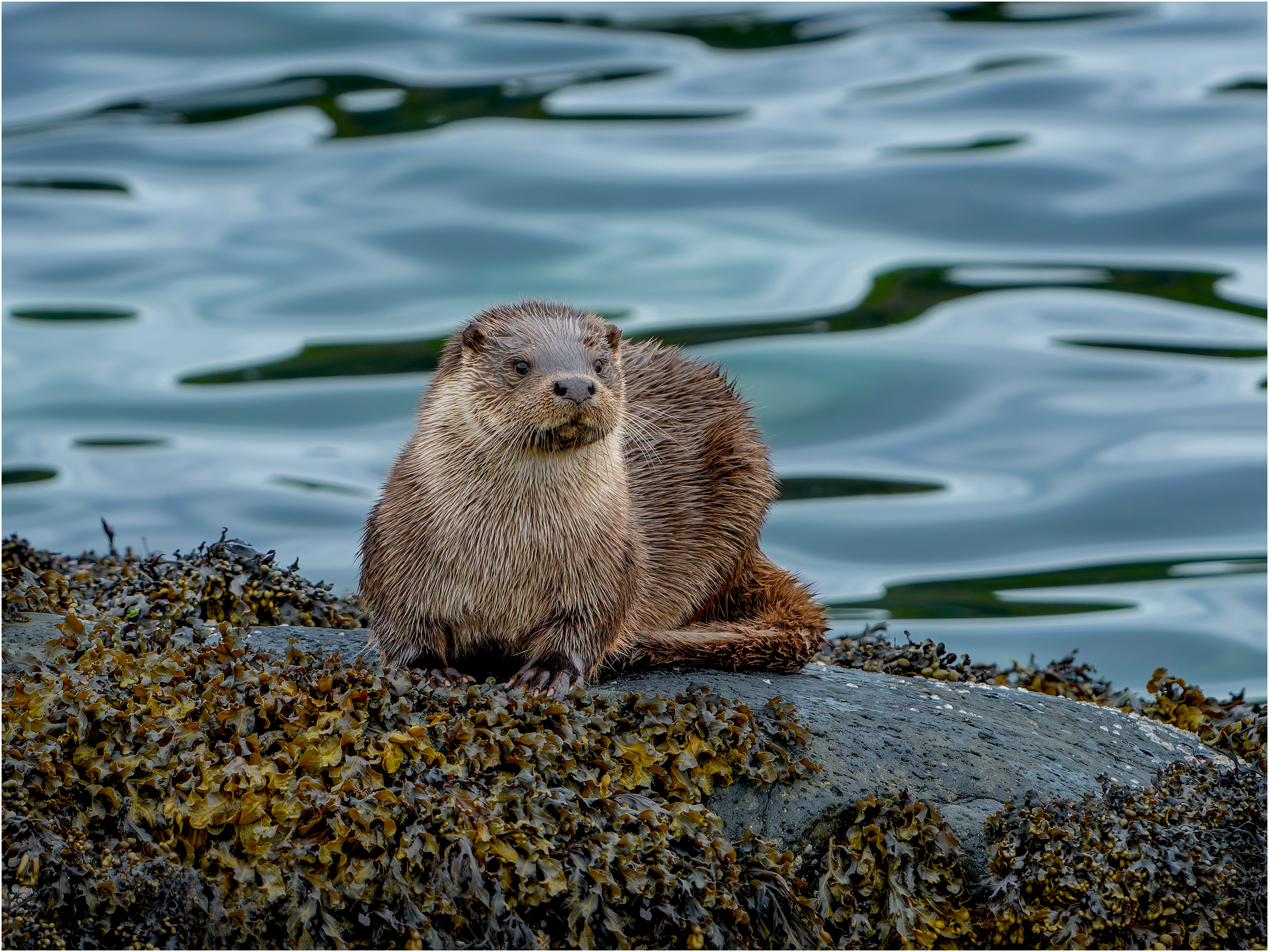 Otters from the amazing isle go Mull 
