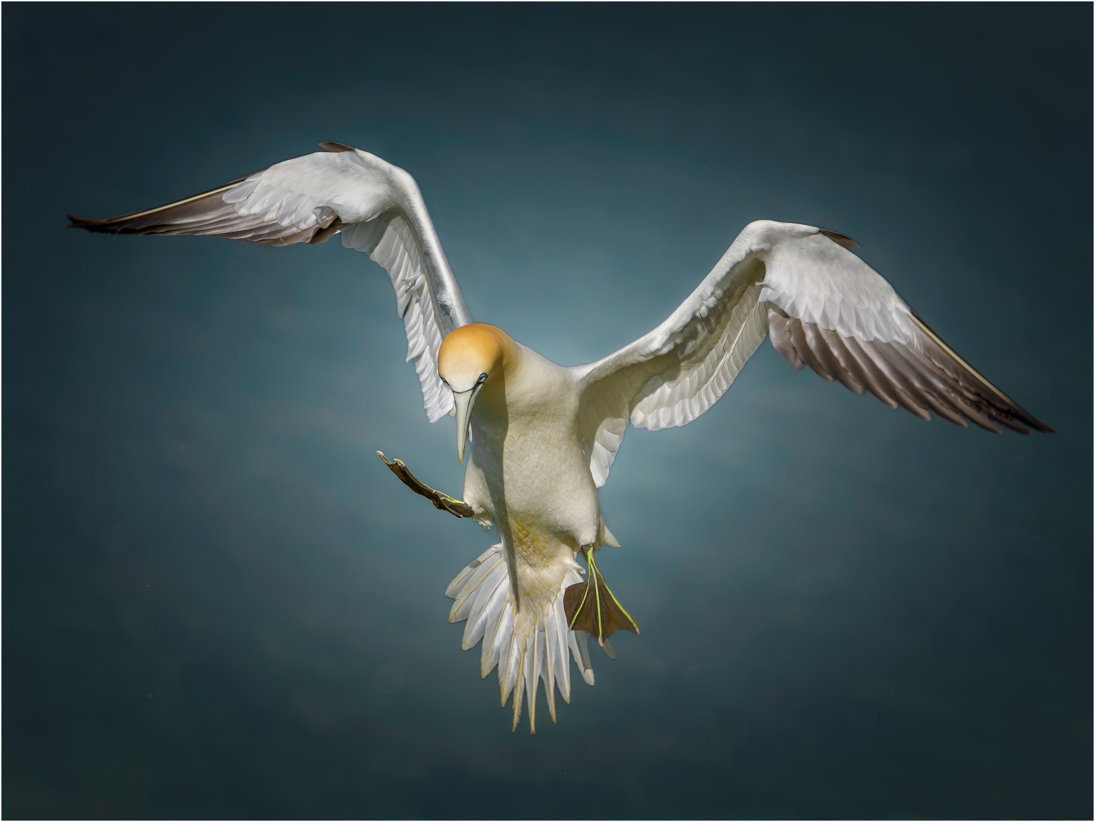 Gannet: Bempton, England
