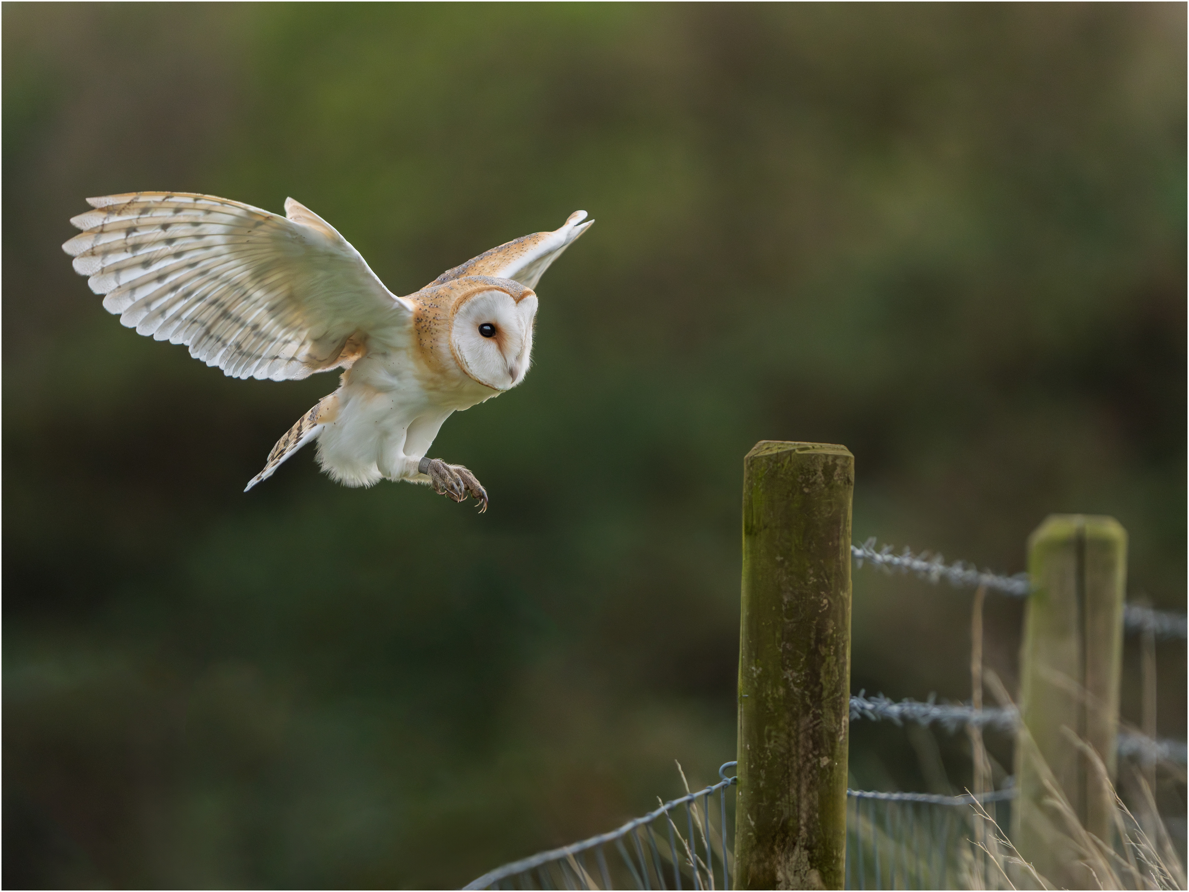 Barn Owl