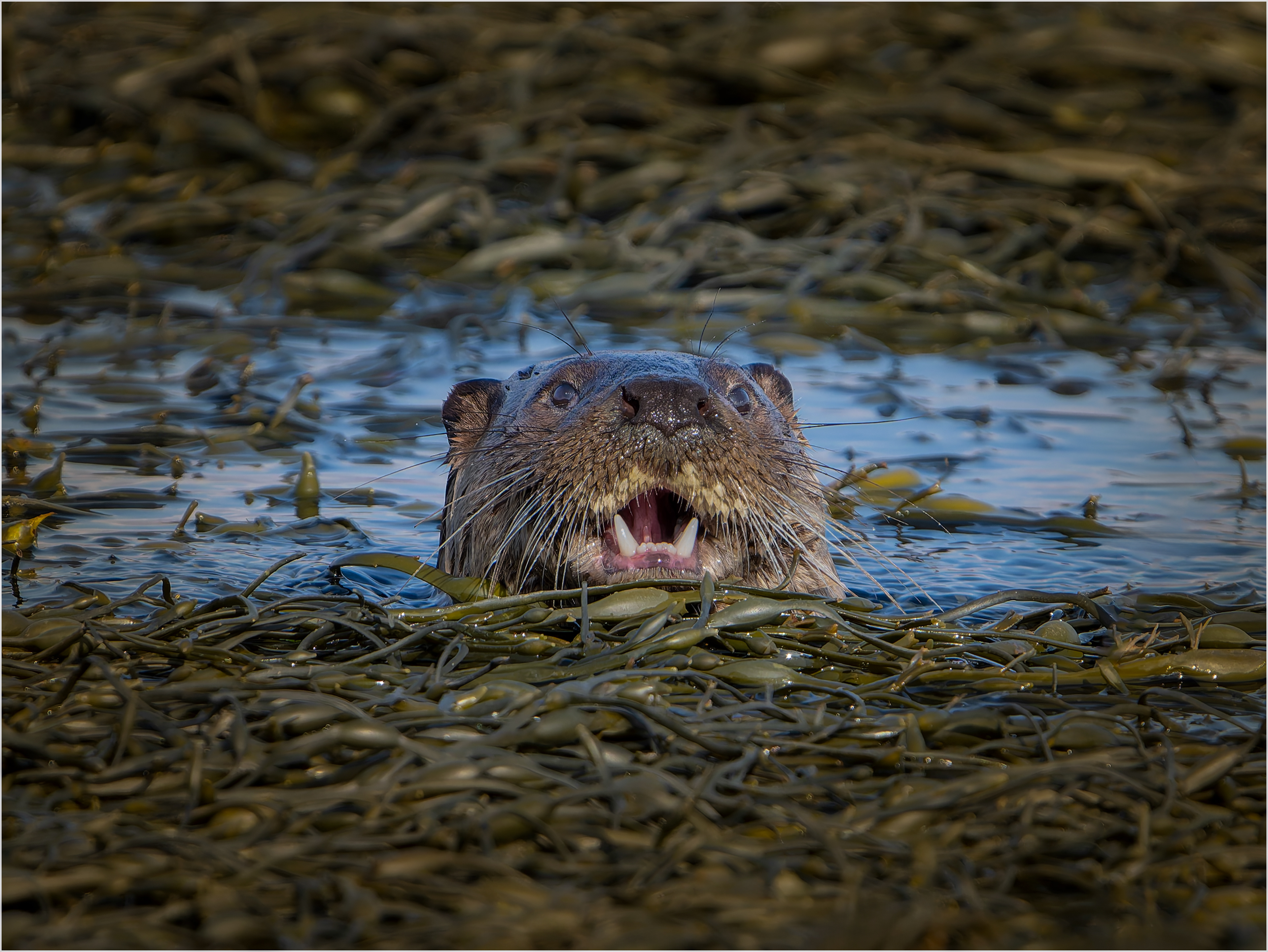 Otter from the Isle. of Mull: Scotland