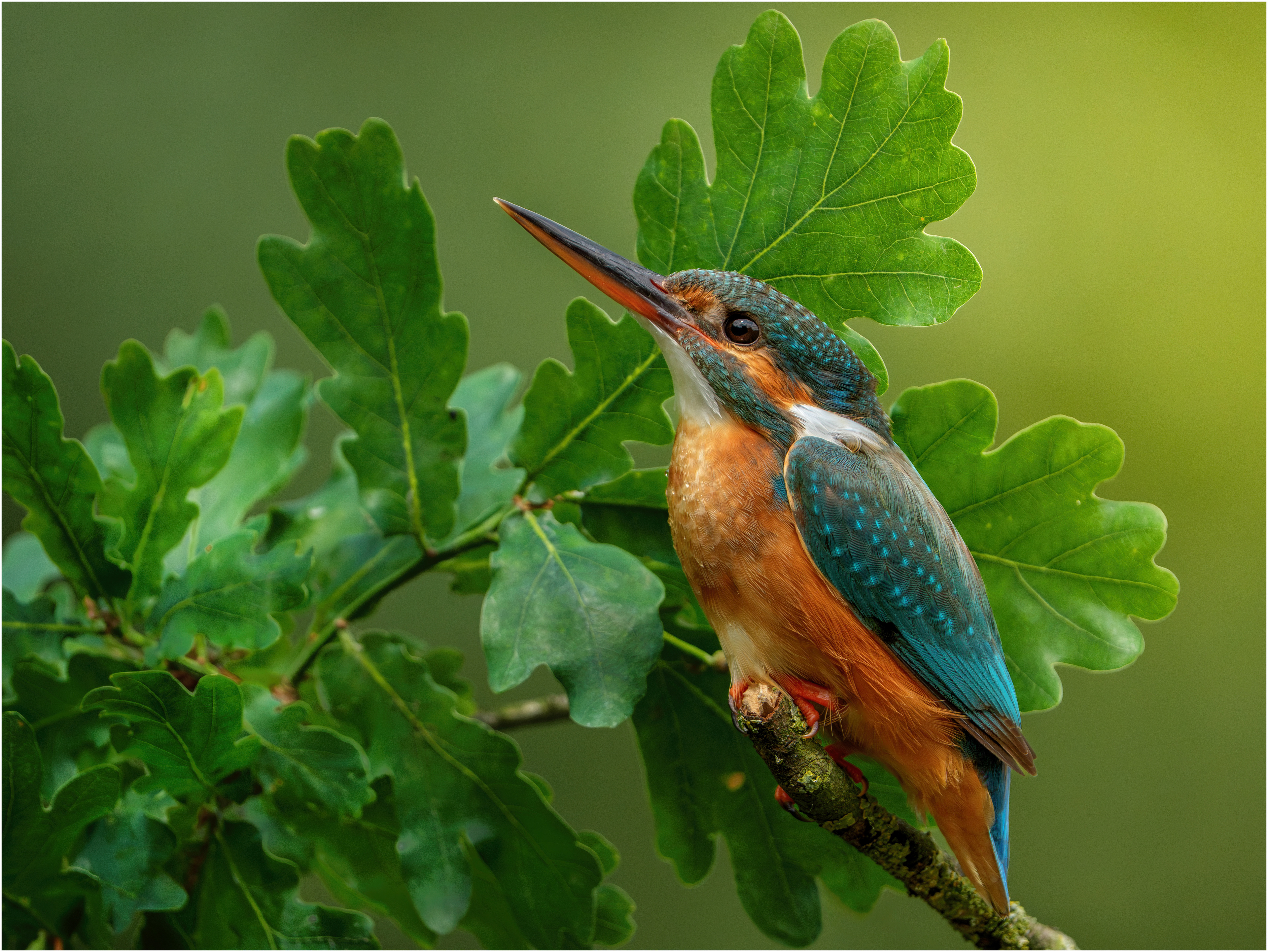 RSPB and SINWP Highly Commended Award