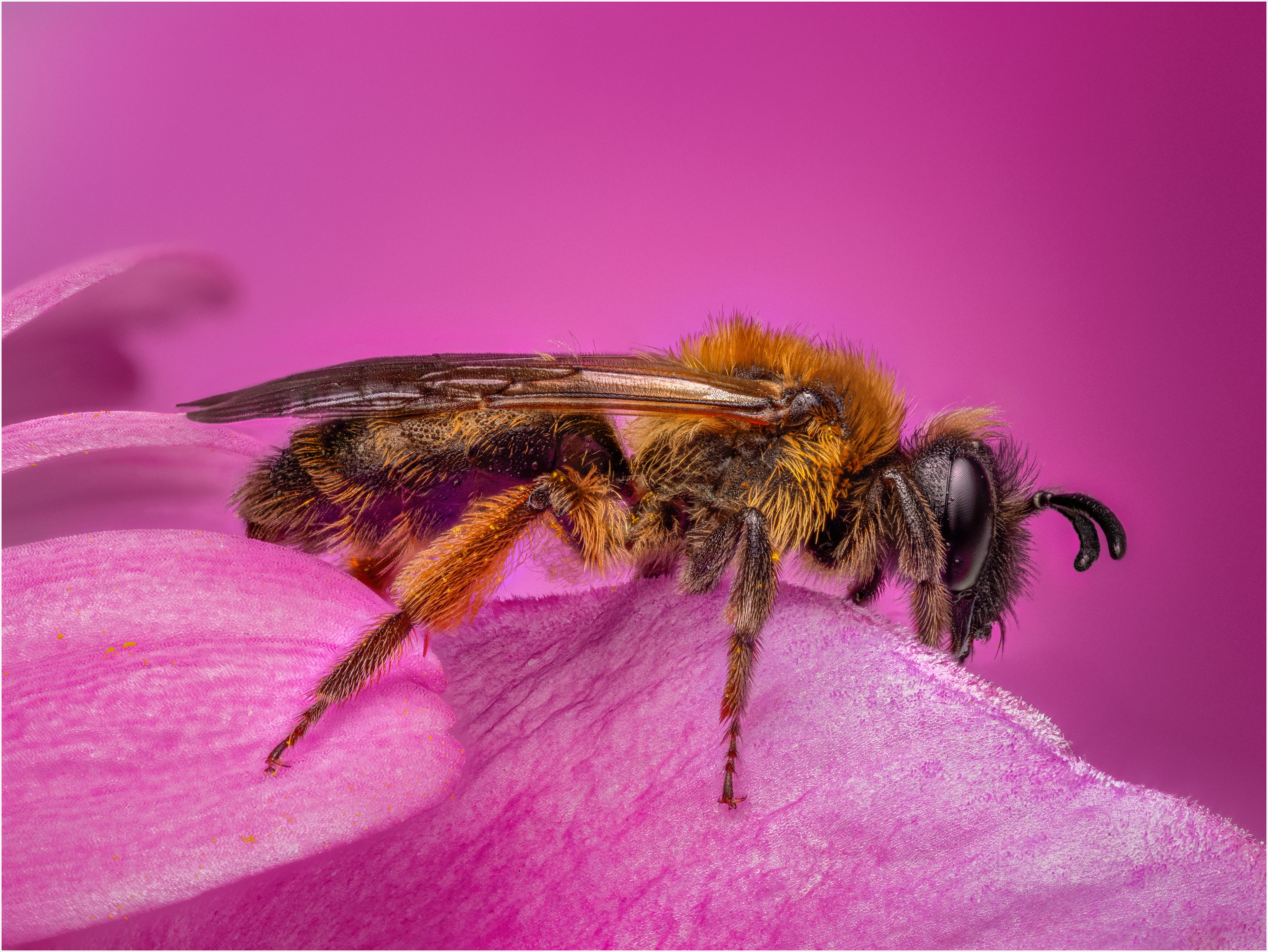 Mining Bee