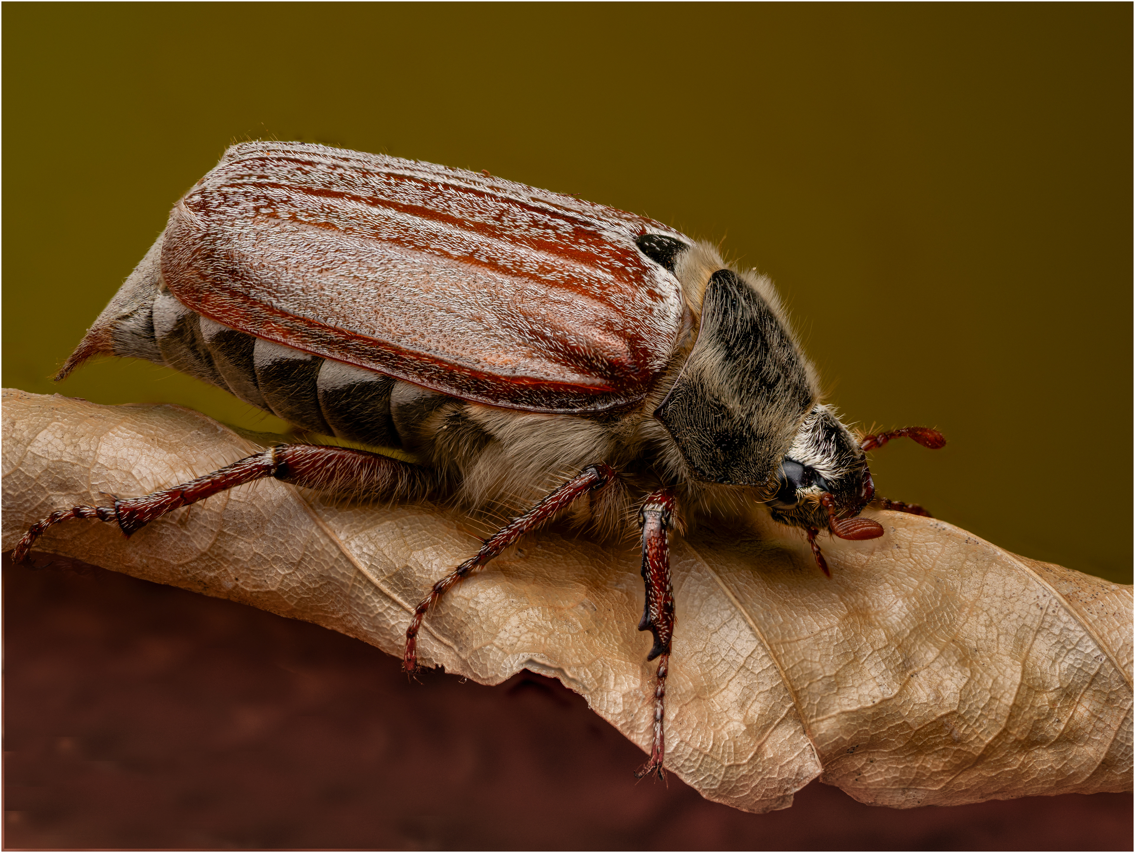 Common Cock Chafer Female