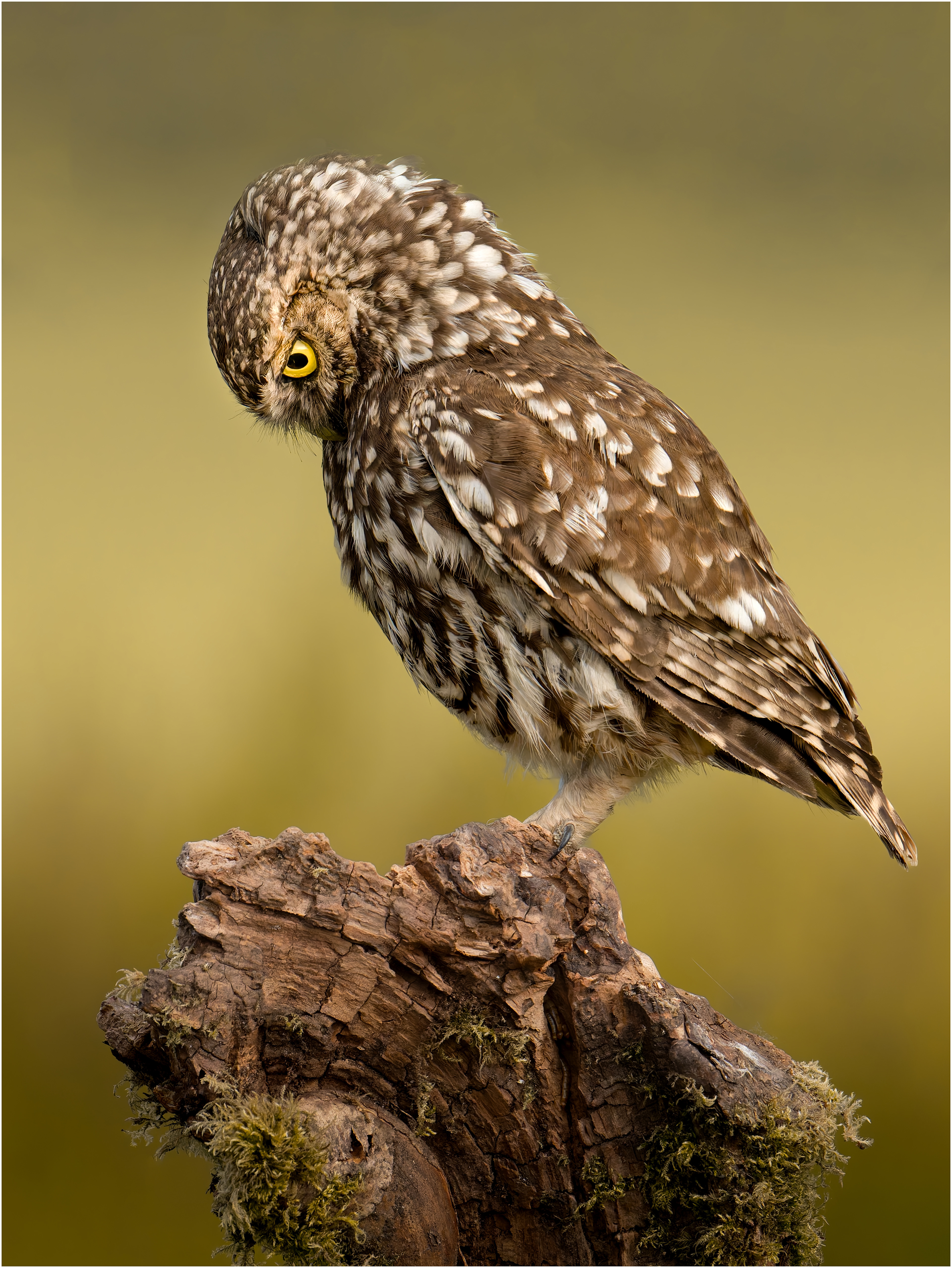 Little Owl