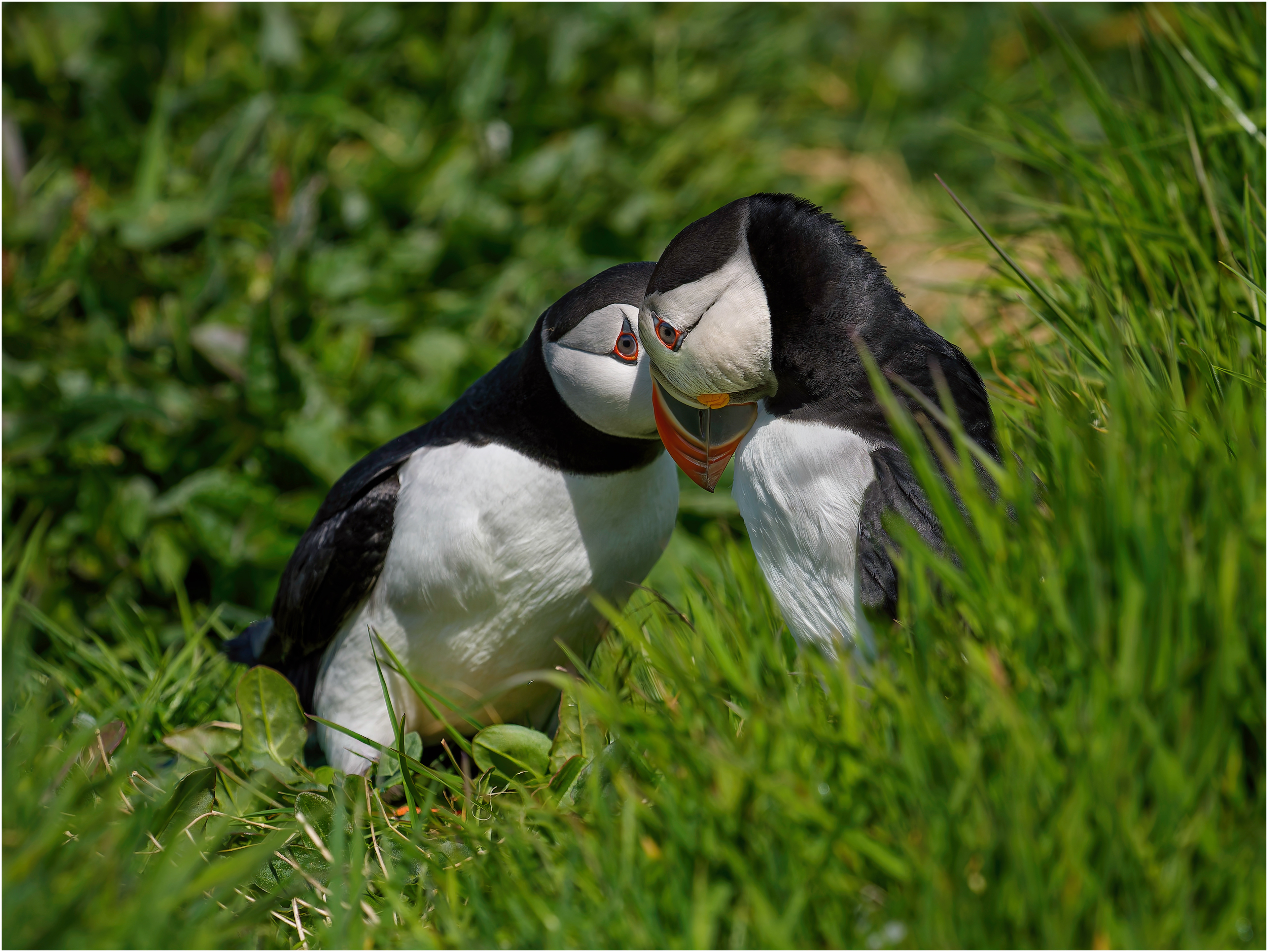 Puffin courtship 