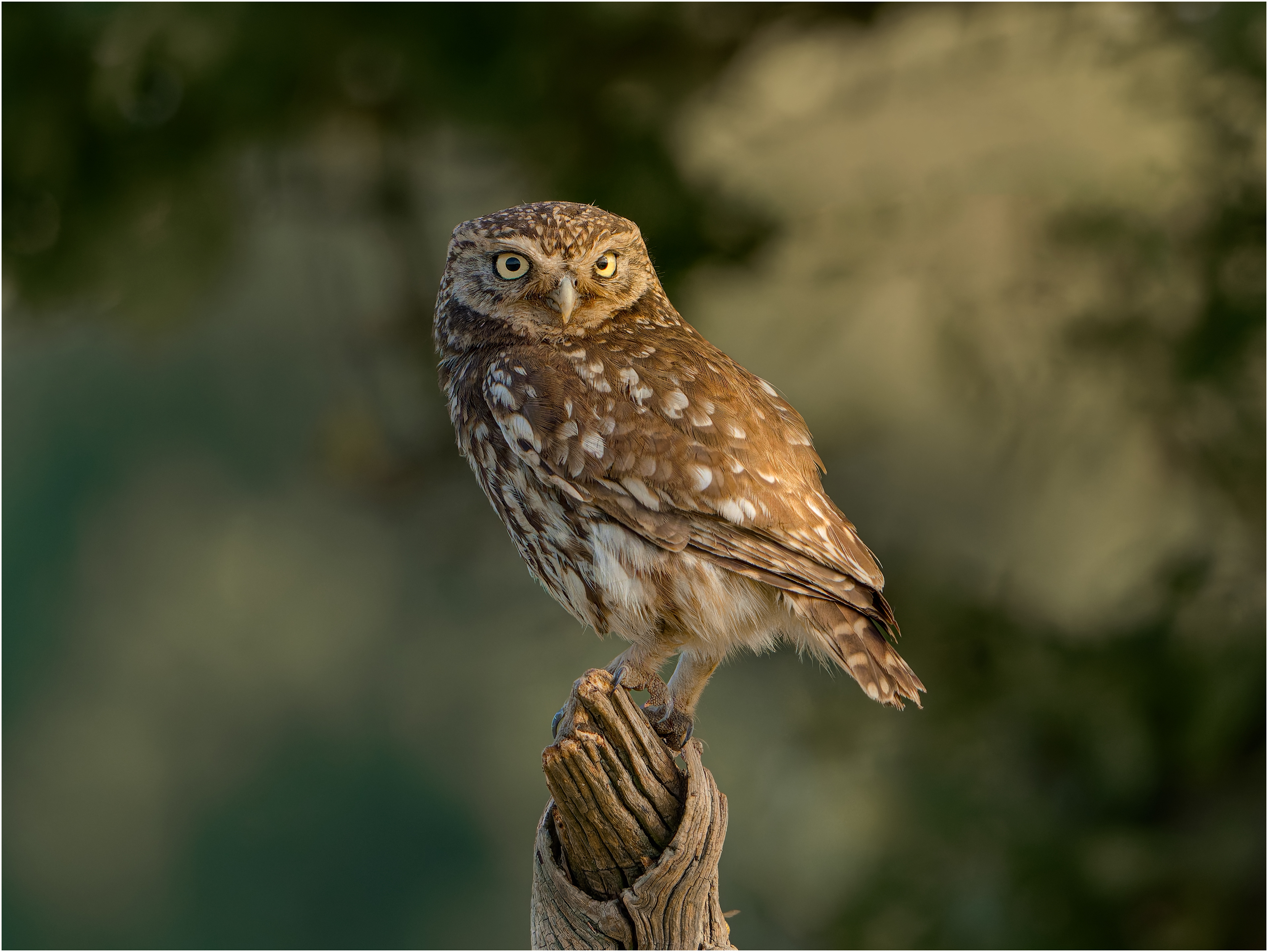 Little Owl