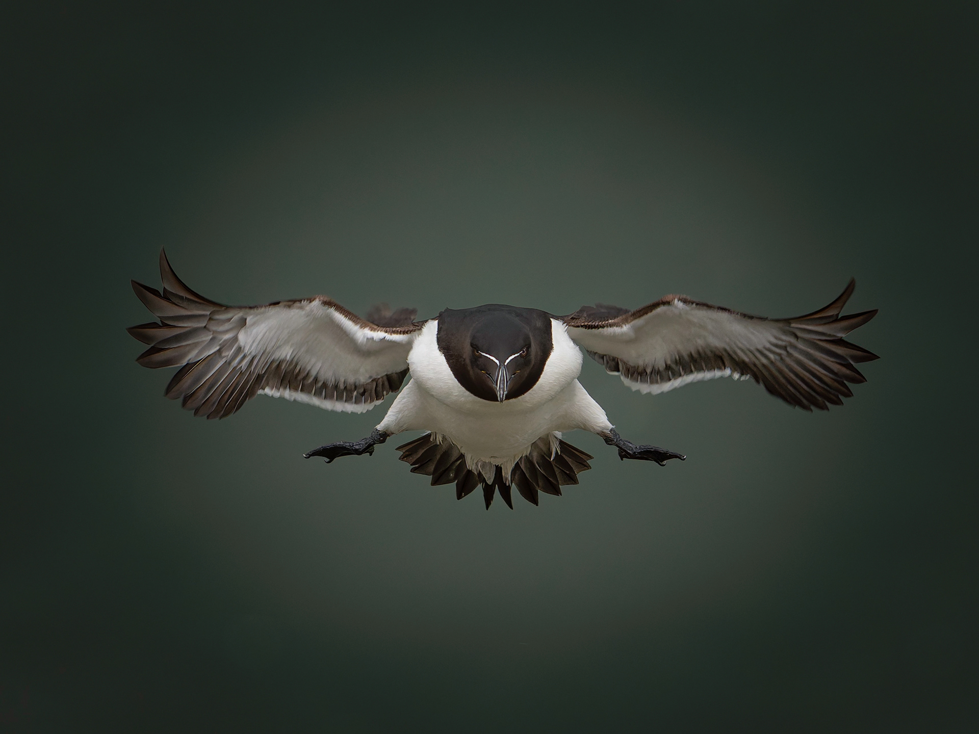 Razor Bill: Bempton, England