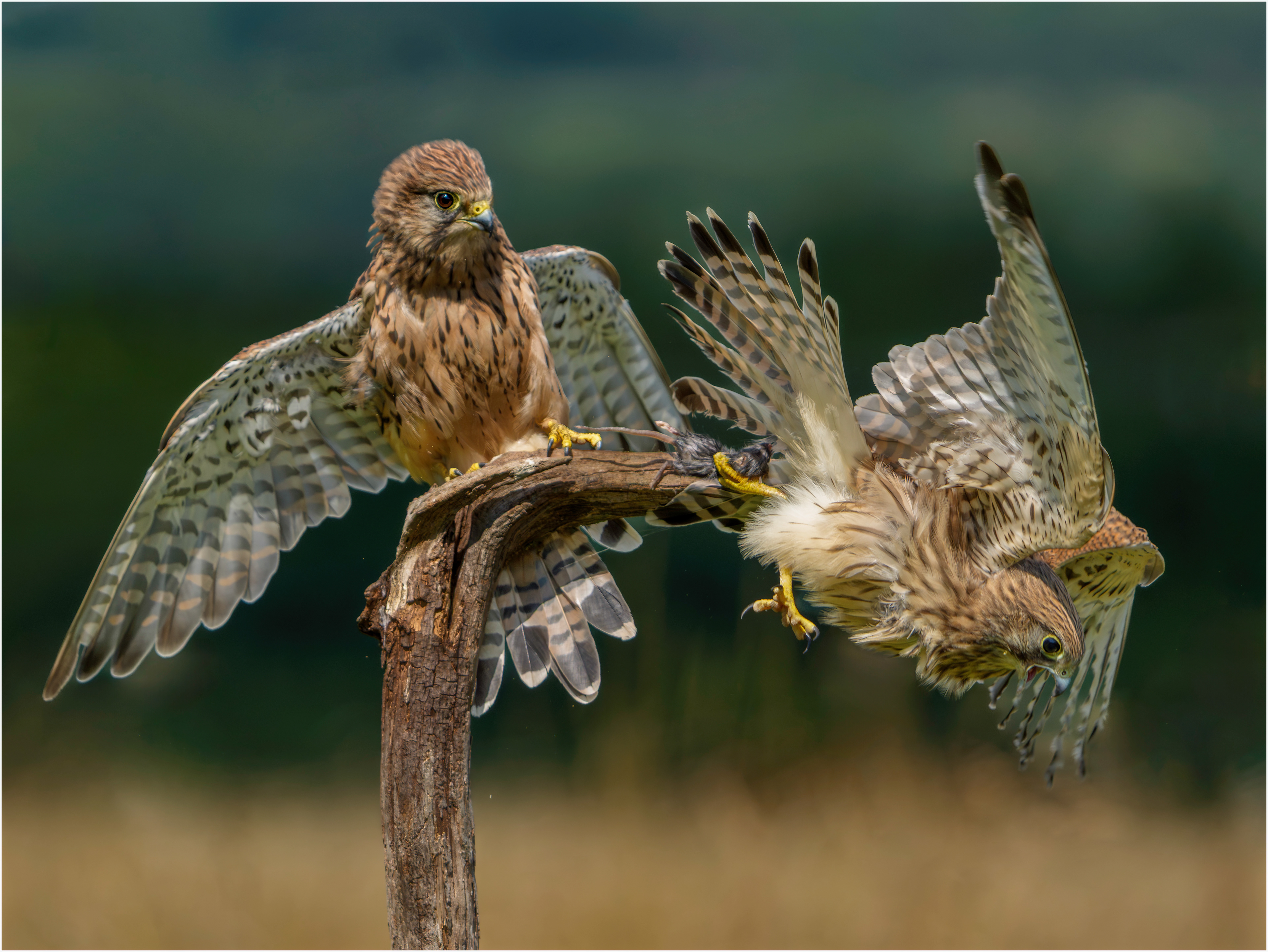 Female Kestrels