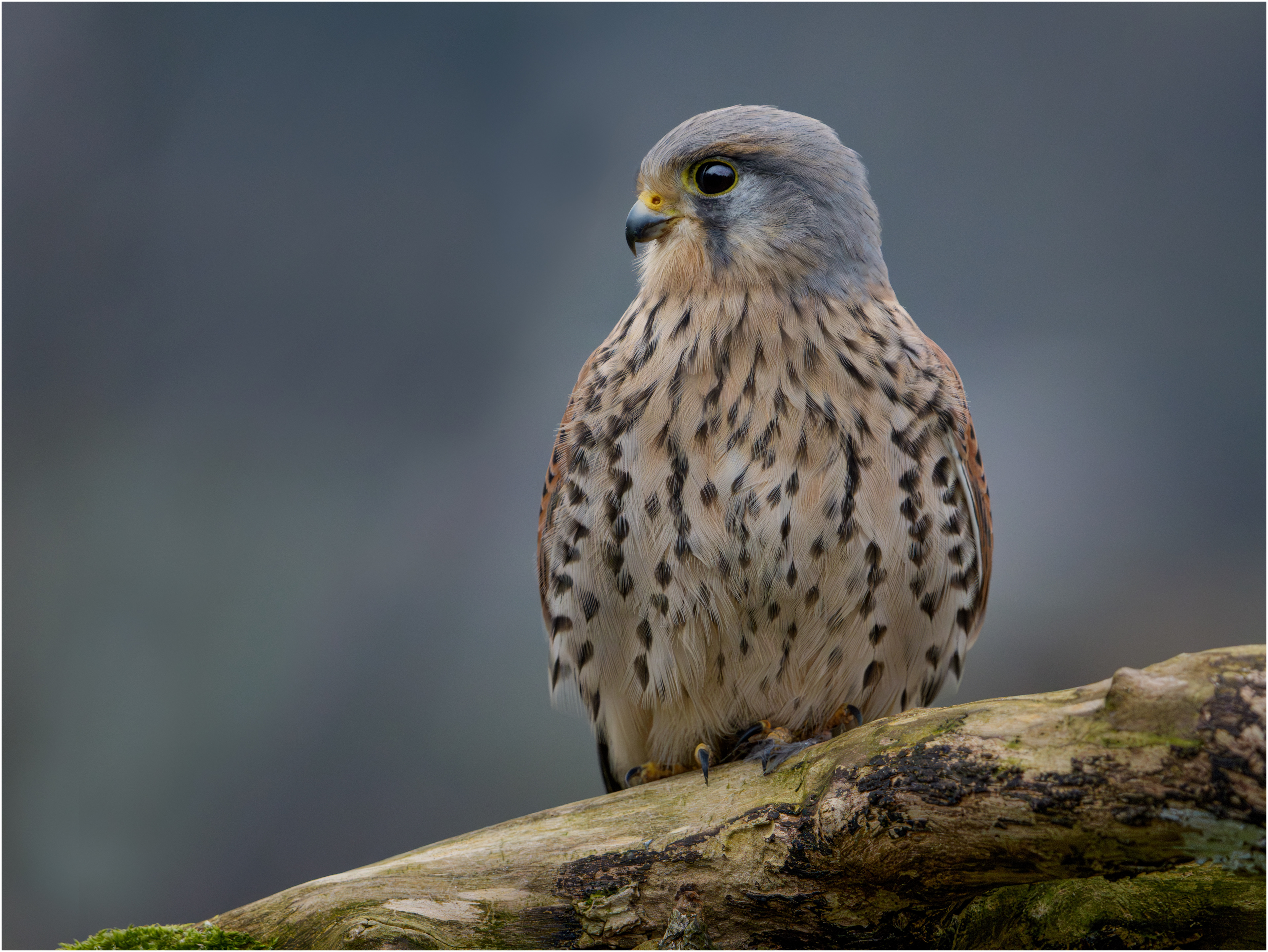 Male Common Kestrel