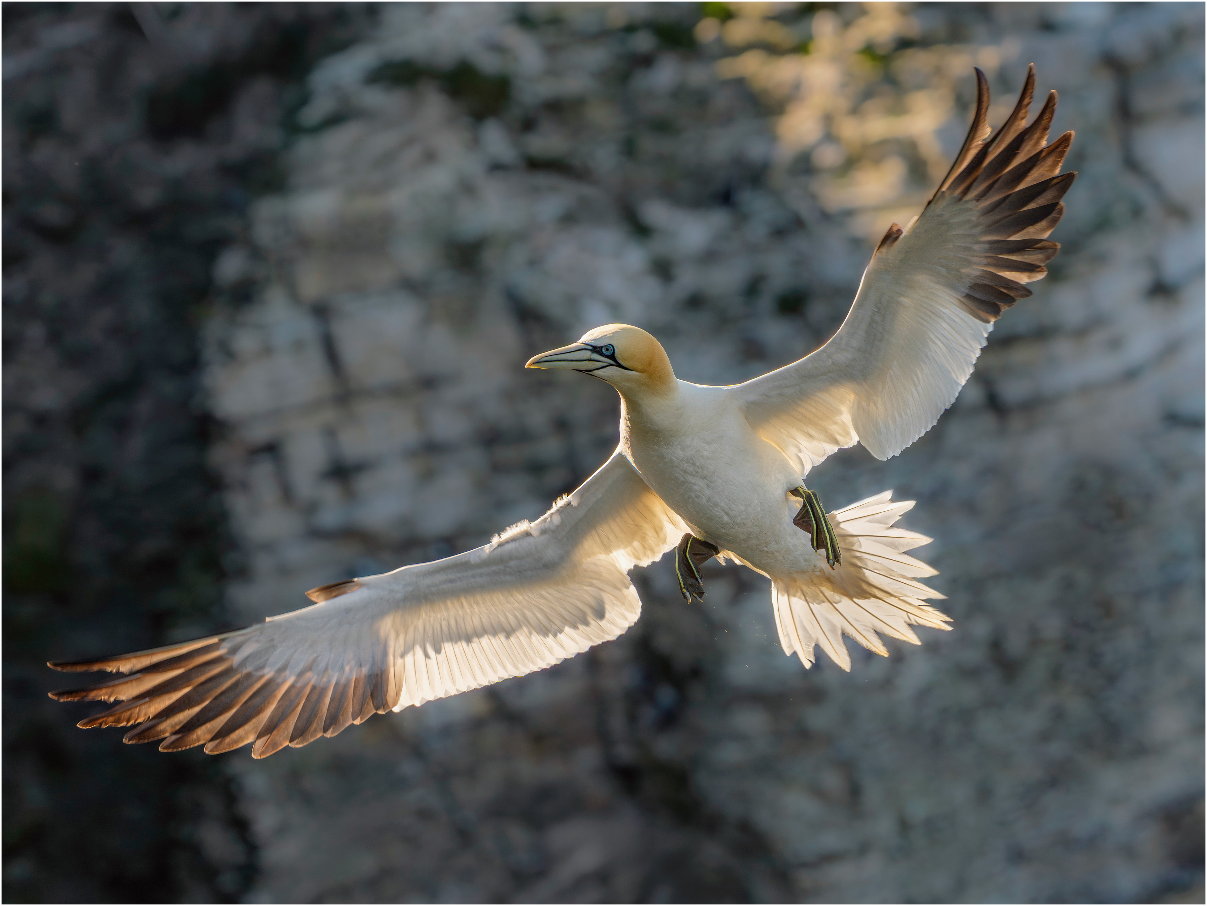 Gannet: Bempton, England