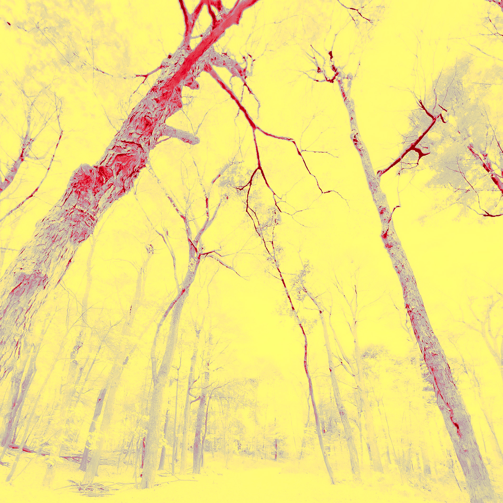 Forêt 3