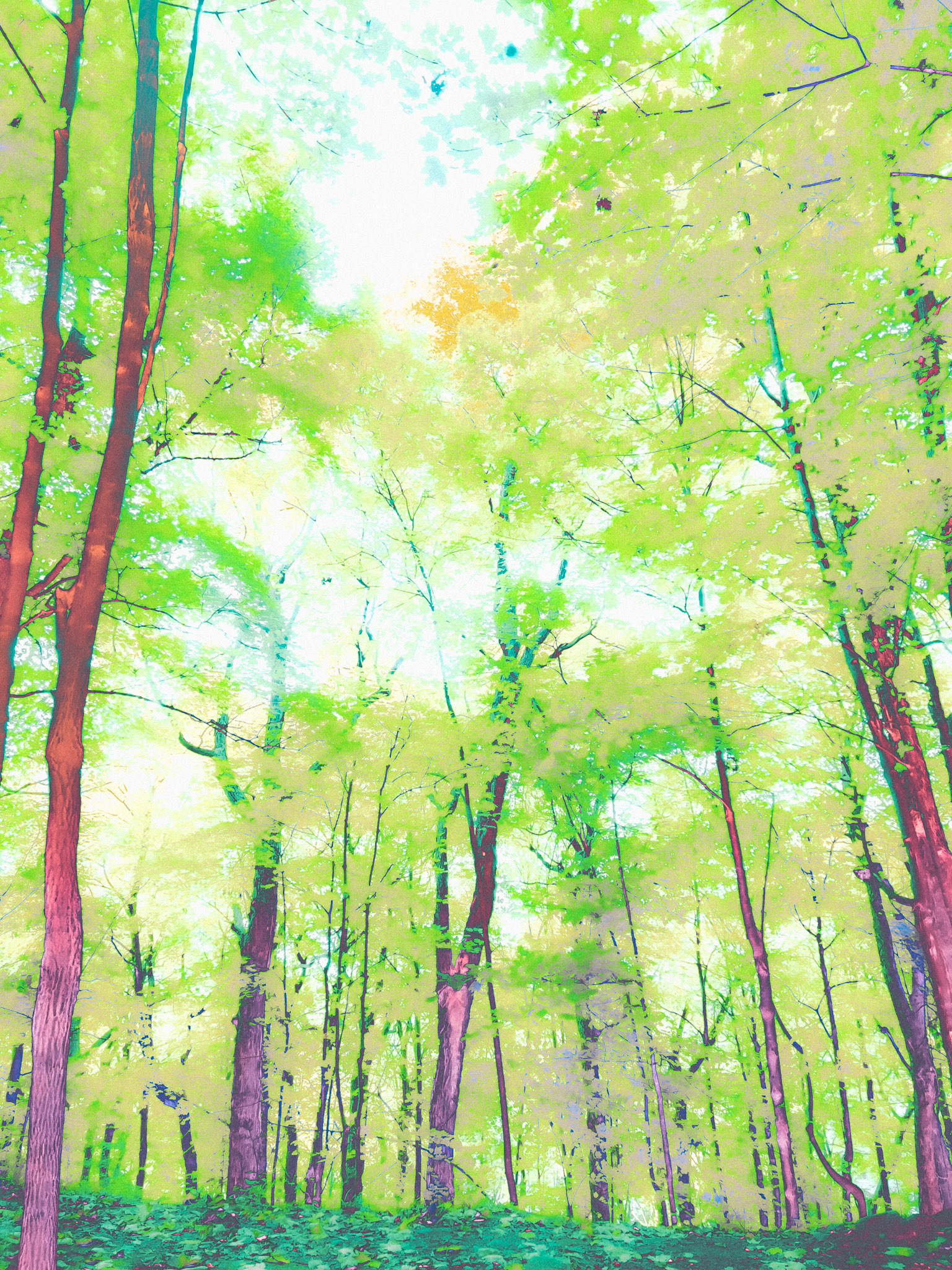 Forêt 2