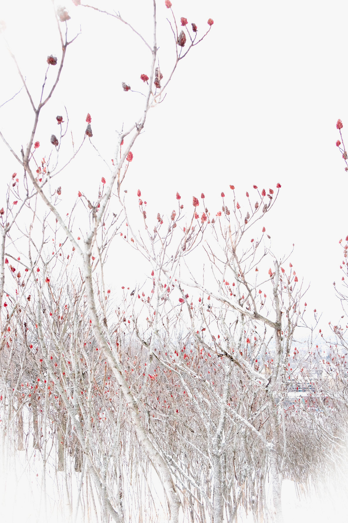 Danse d'hiver 3