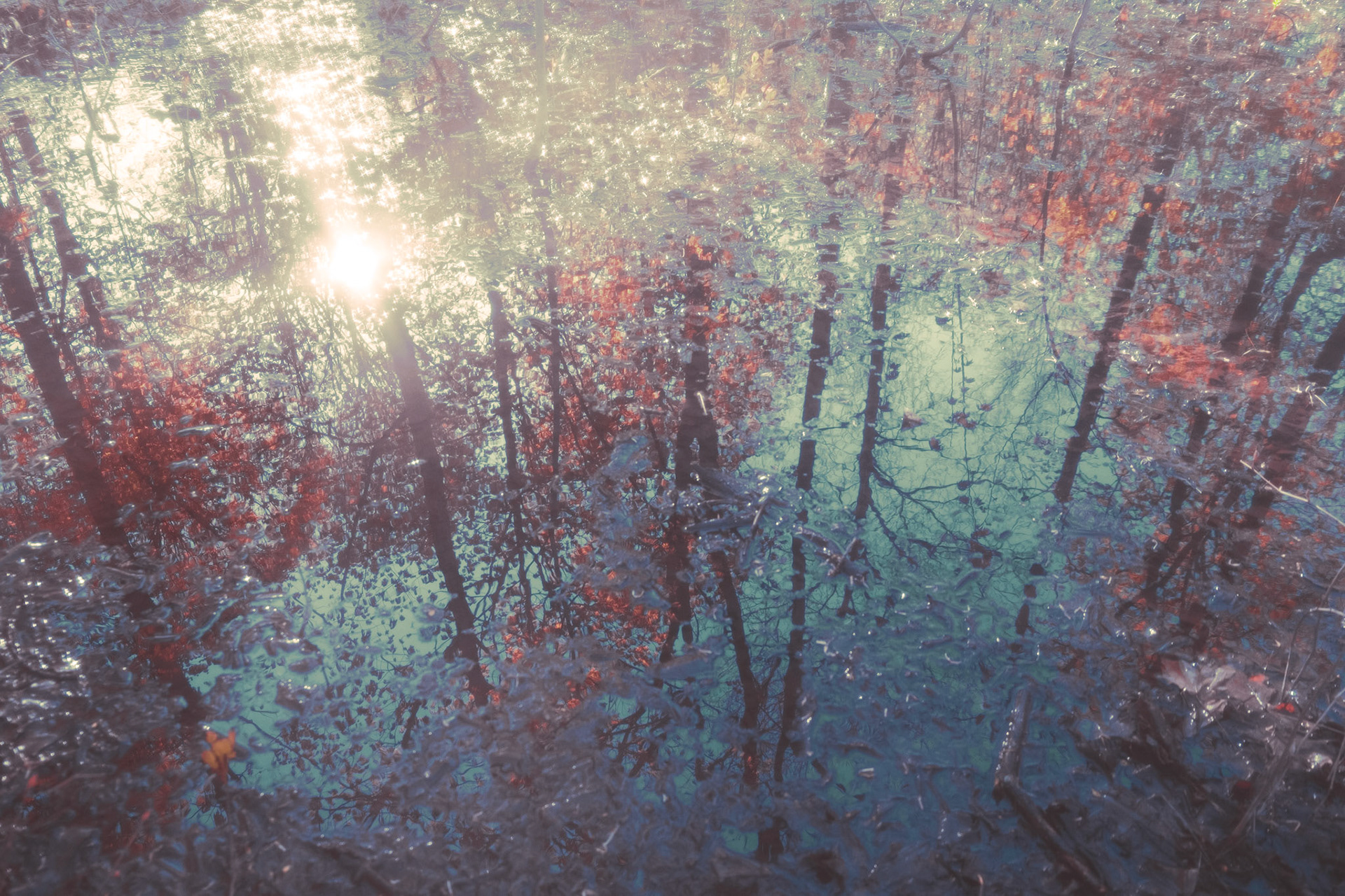 Réflexion d'automne
