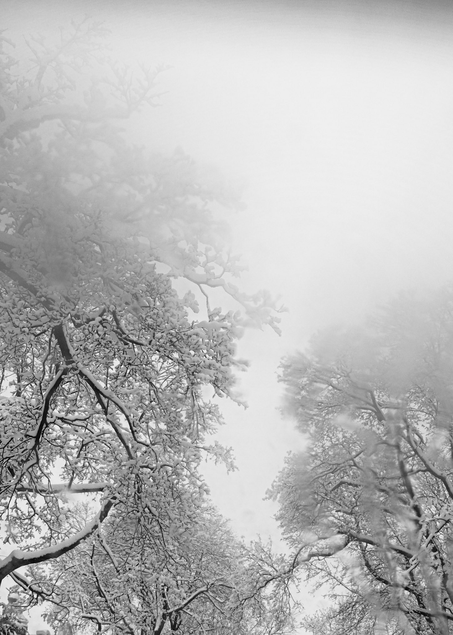 Brume d'hiver