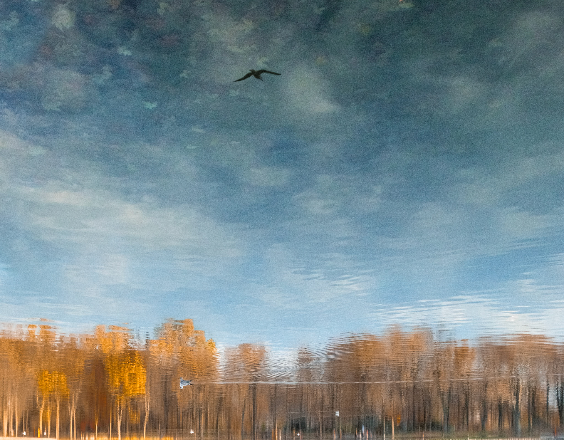 Vol d'oiseau