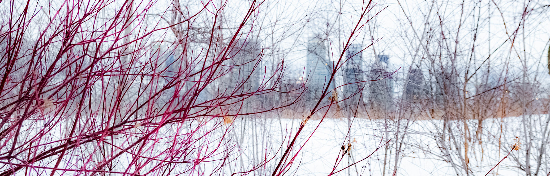Derrière les branches II
