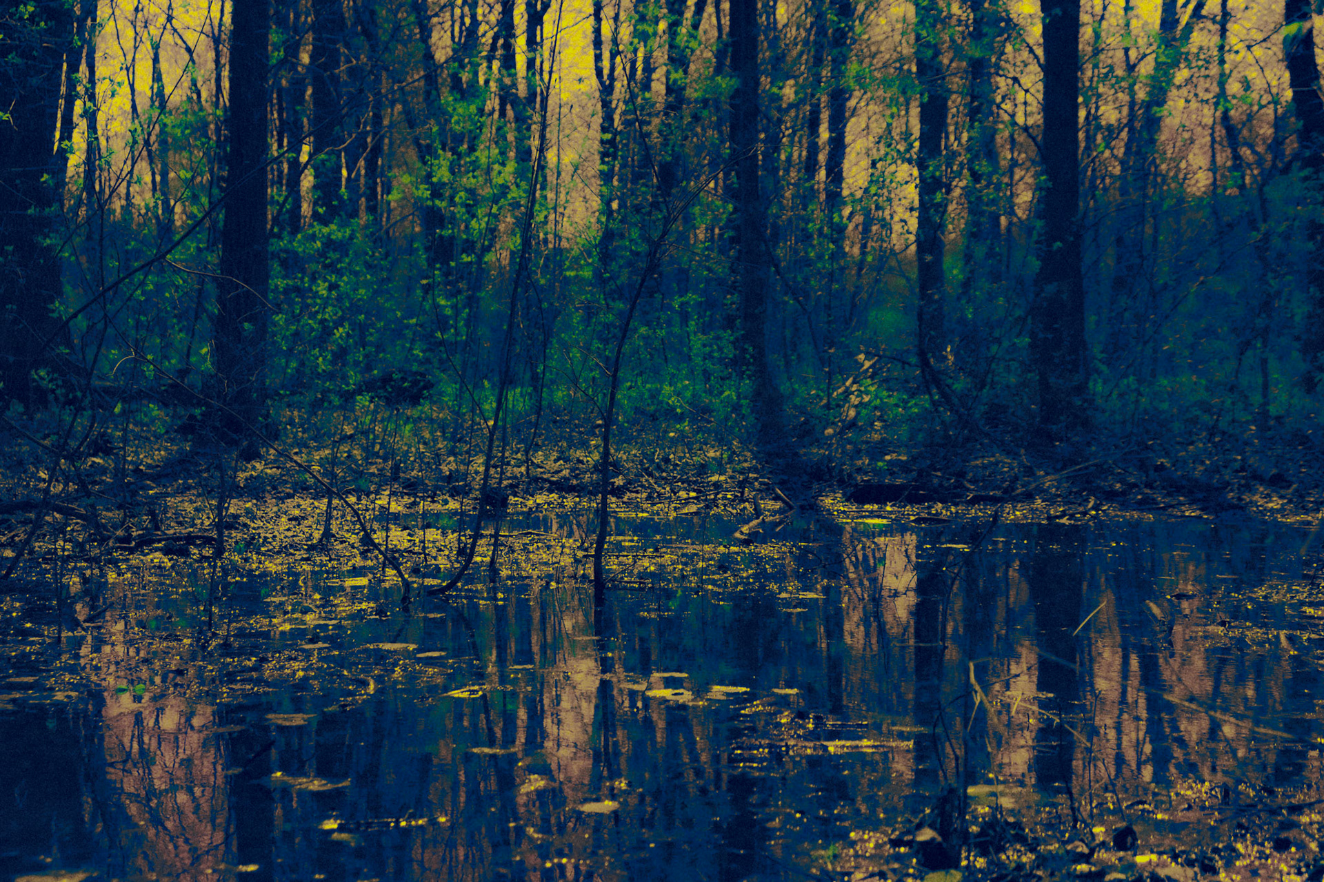 Forêt bleue