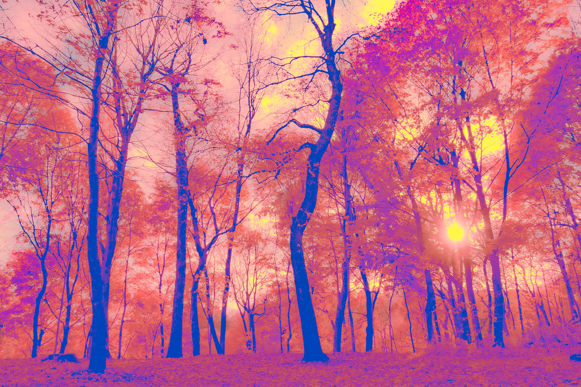 Lost forest