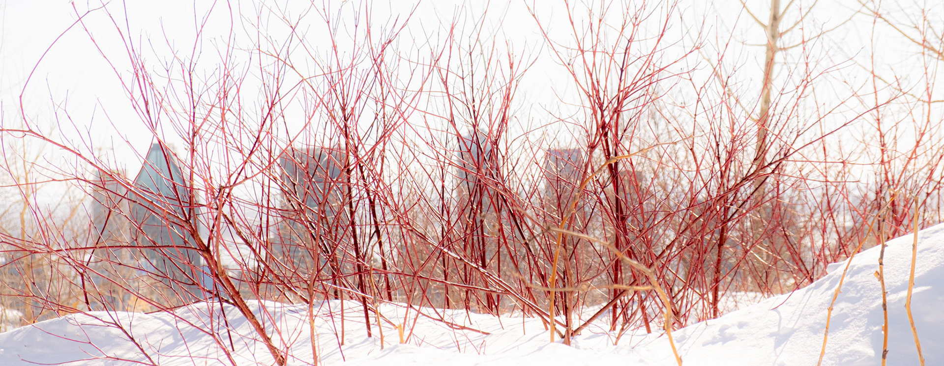 Derrière les branches