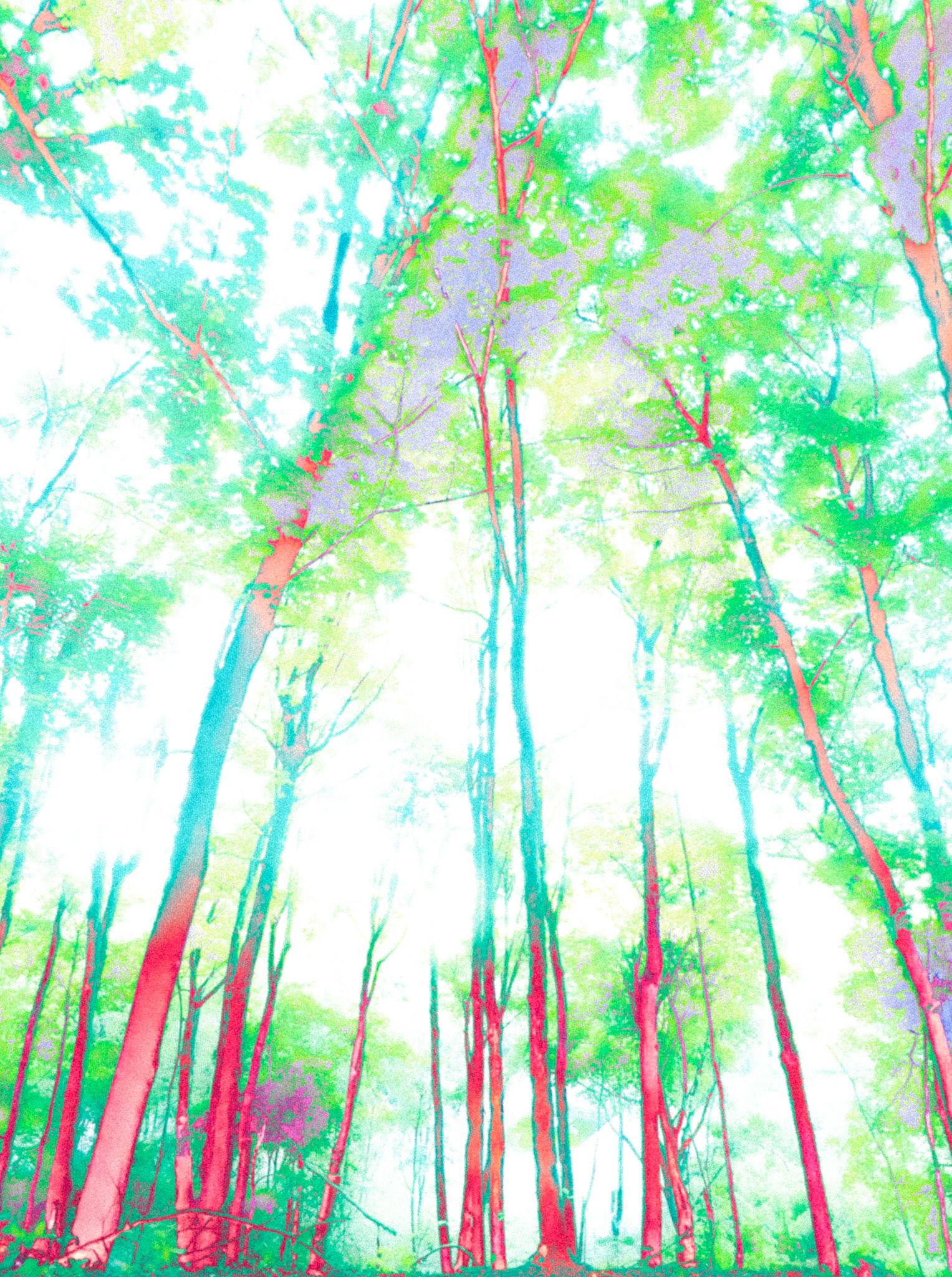 Forêt 1