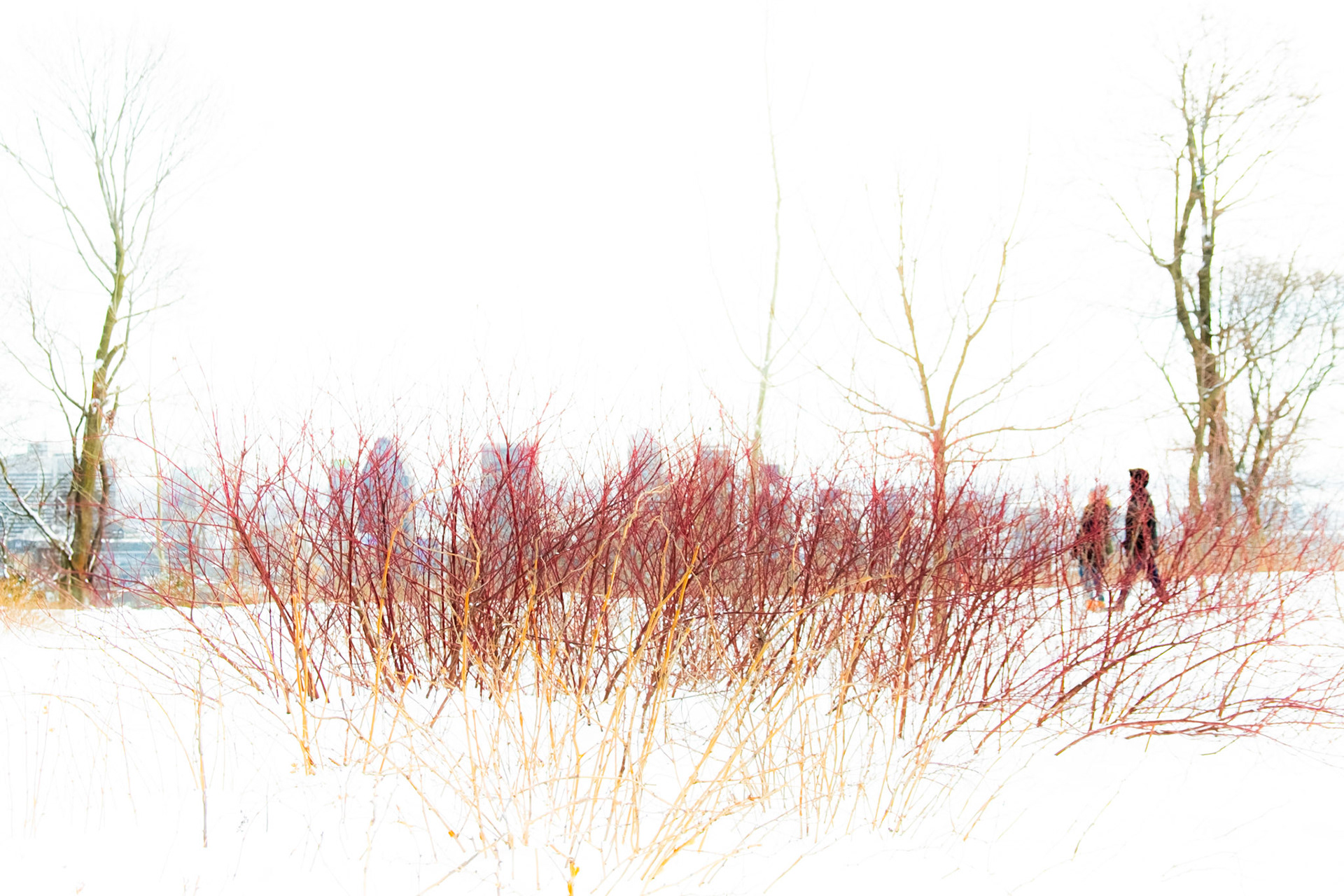 Promenade d'hiver