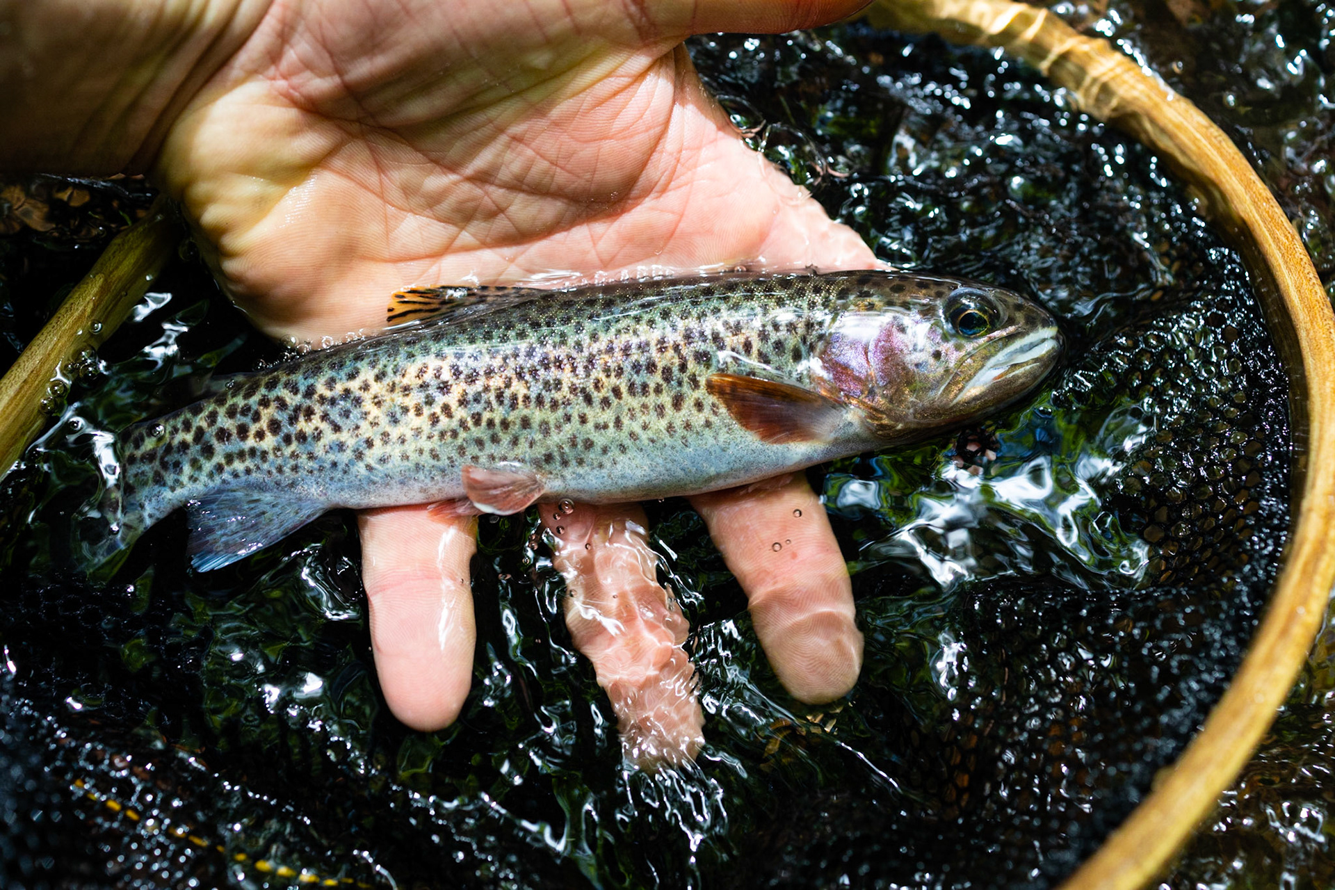 Getting down to this trickle of an overgrown creek in Oregon was quite the adventure for this little beauty.
