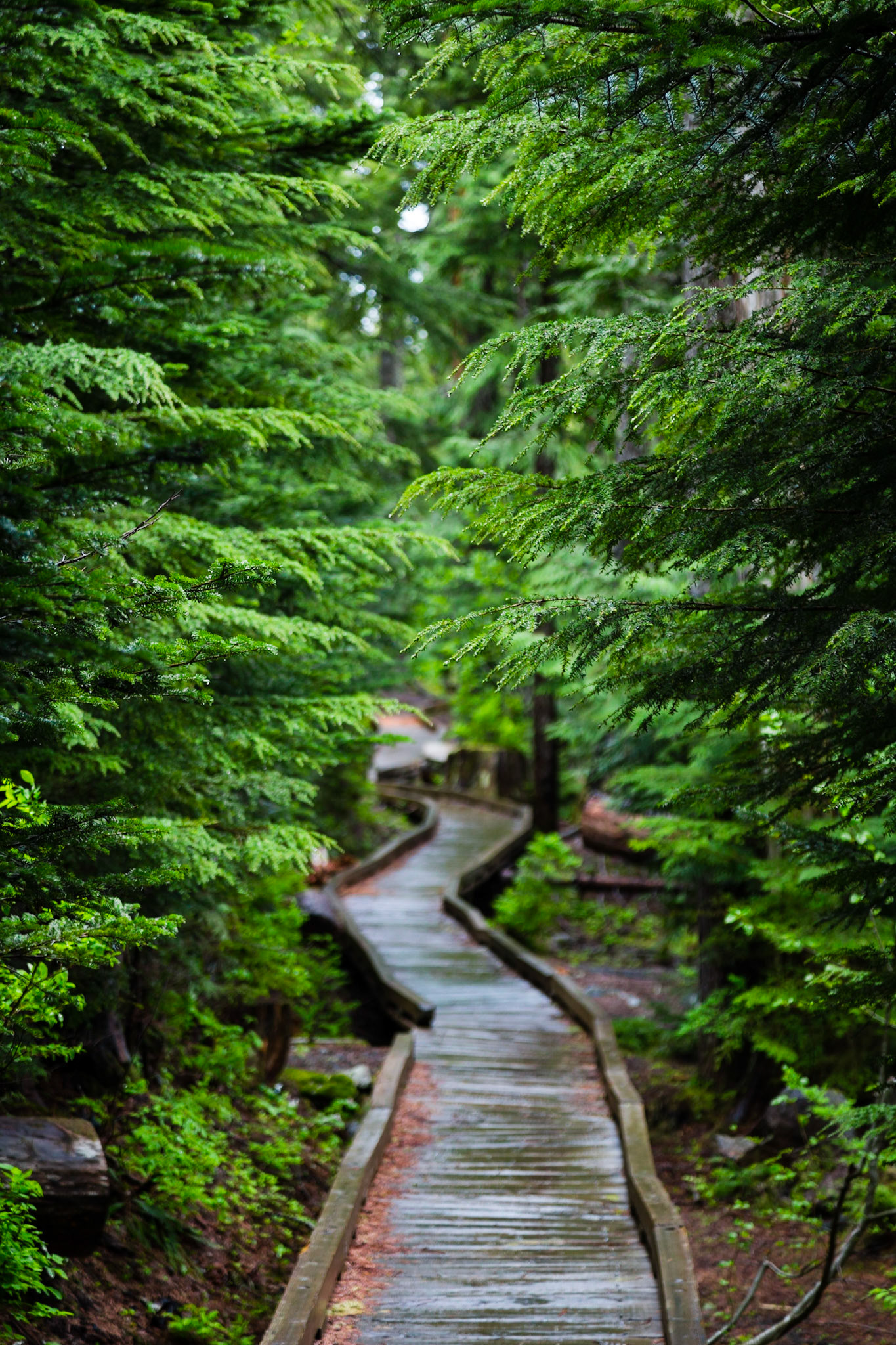A nice rainy day in Oregon. A good chance to take a walk around Lost Lake.