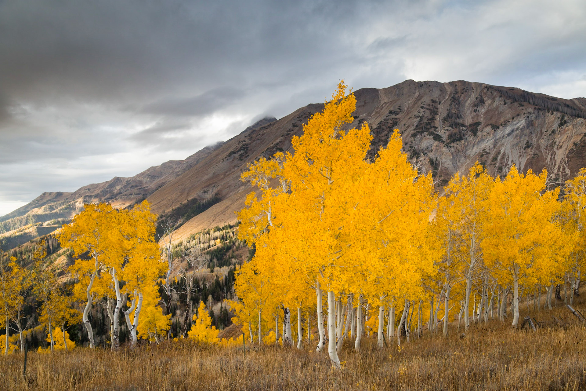 These were some of the golden aspens on display while hiking Mt. Nebo in the Wasatch Range. It was a glorious hike with great clouds and epic scenery. The only issue was the hordes of hunters stalking the area.