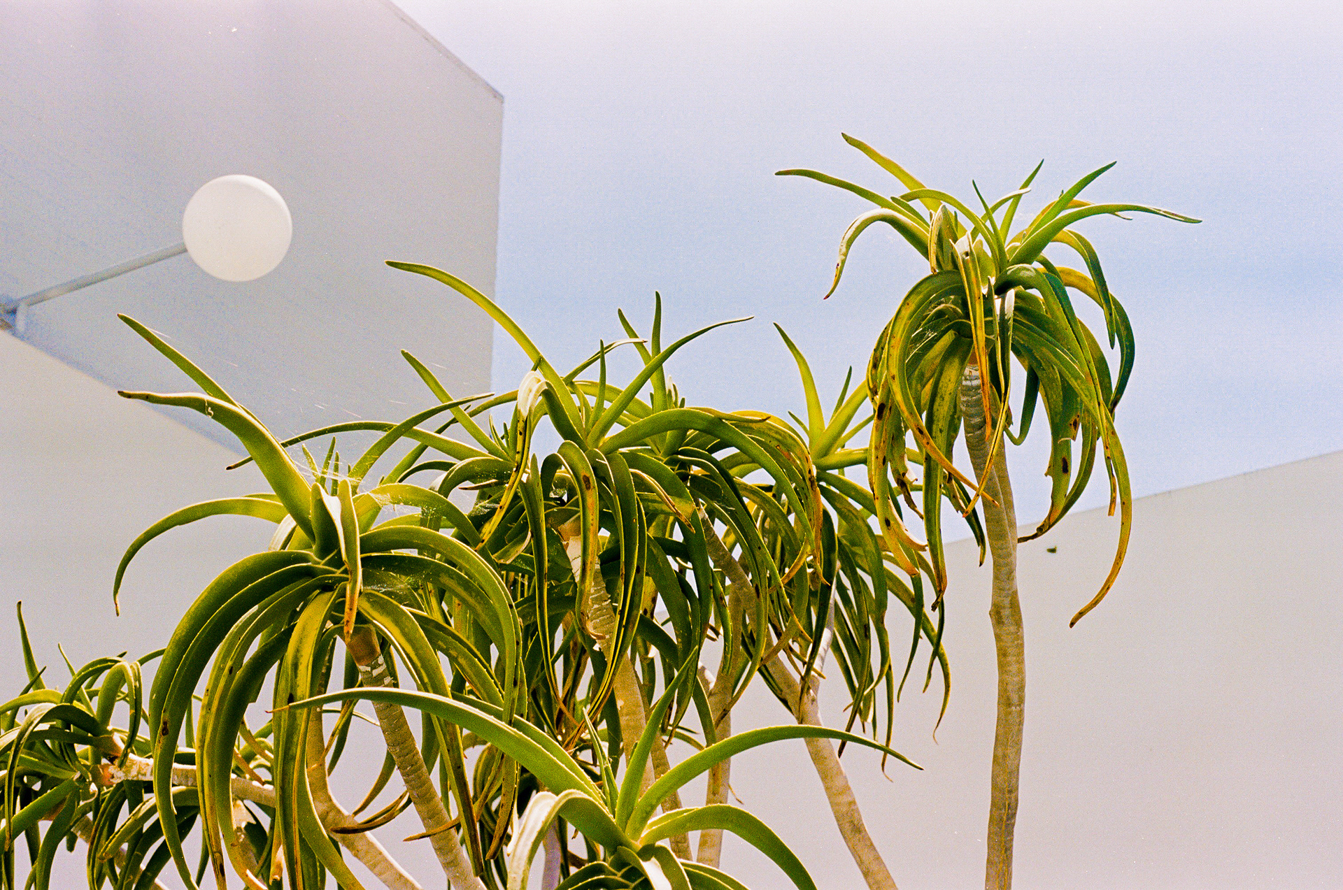 Los Angeles, 2026 — Nikon F75, Kodak Portra 160