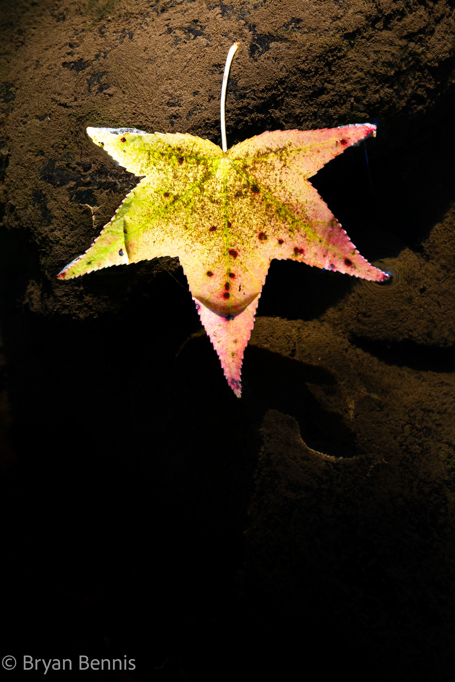 The Leaf