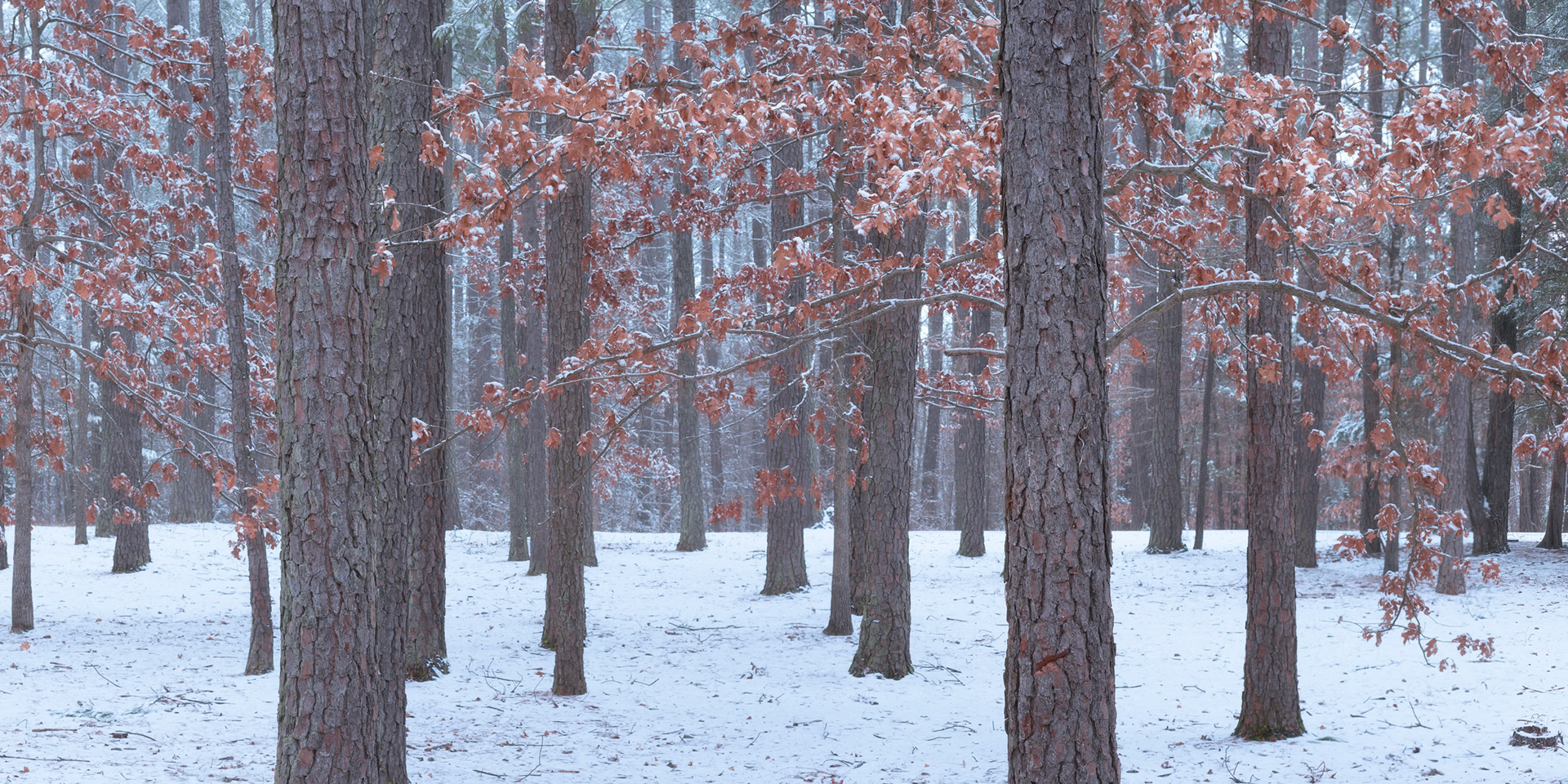 Winter in the Woods