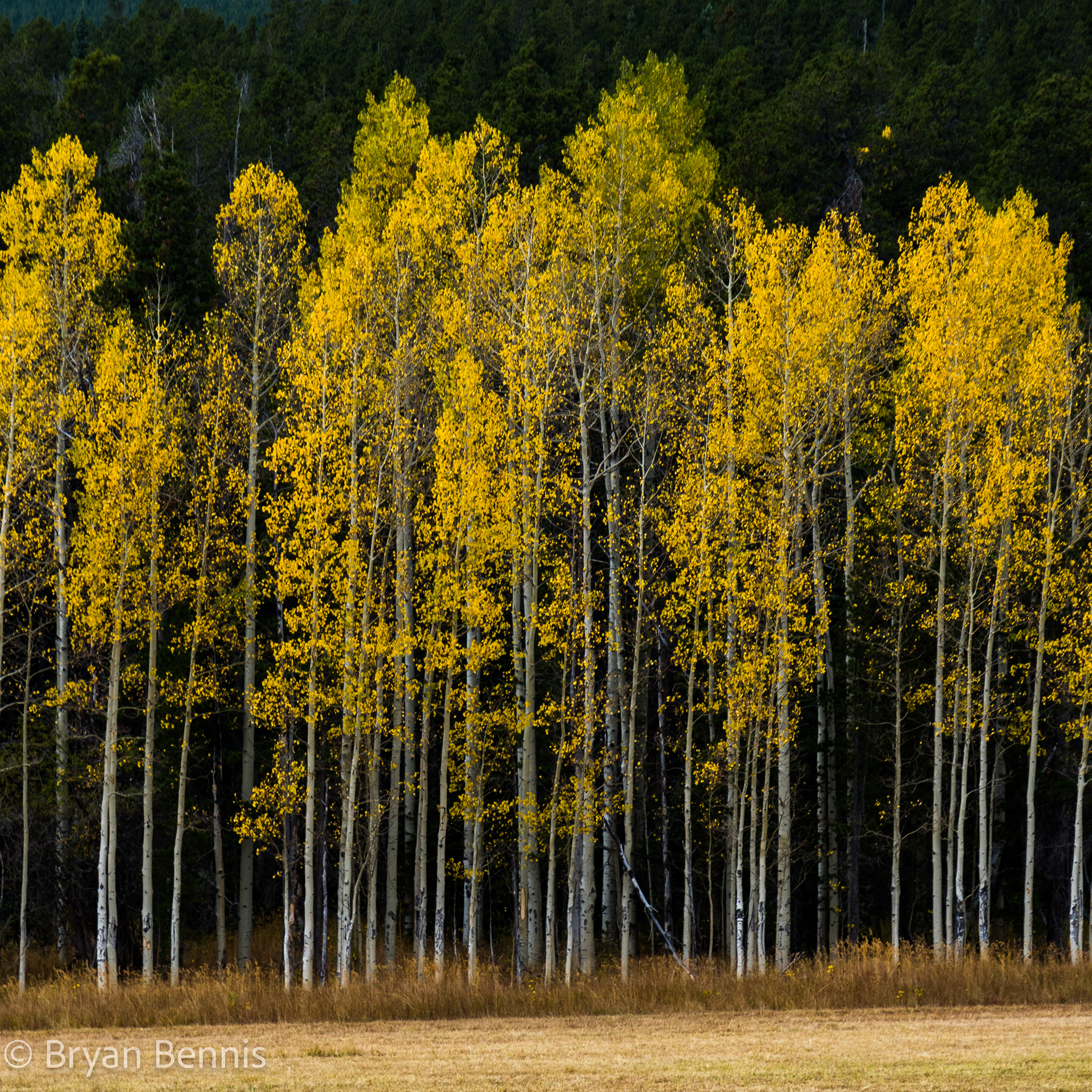Aspens