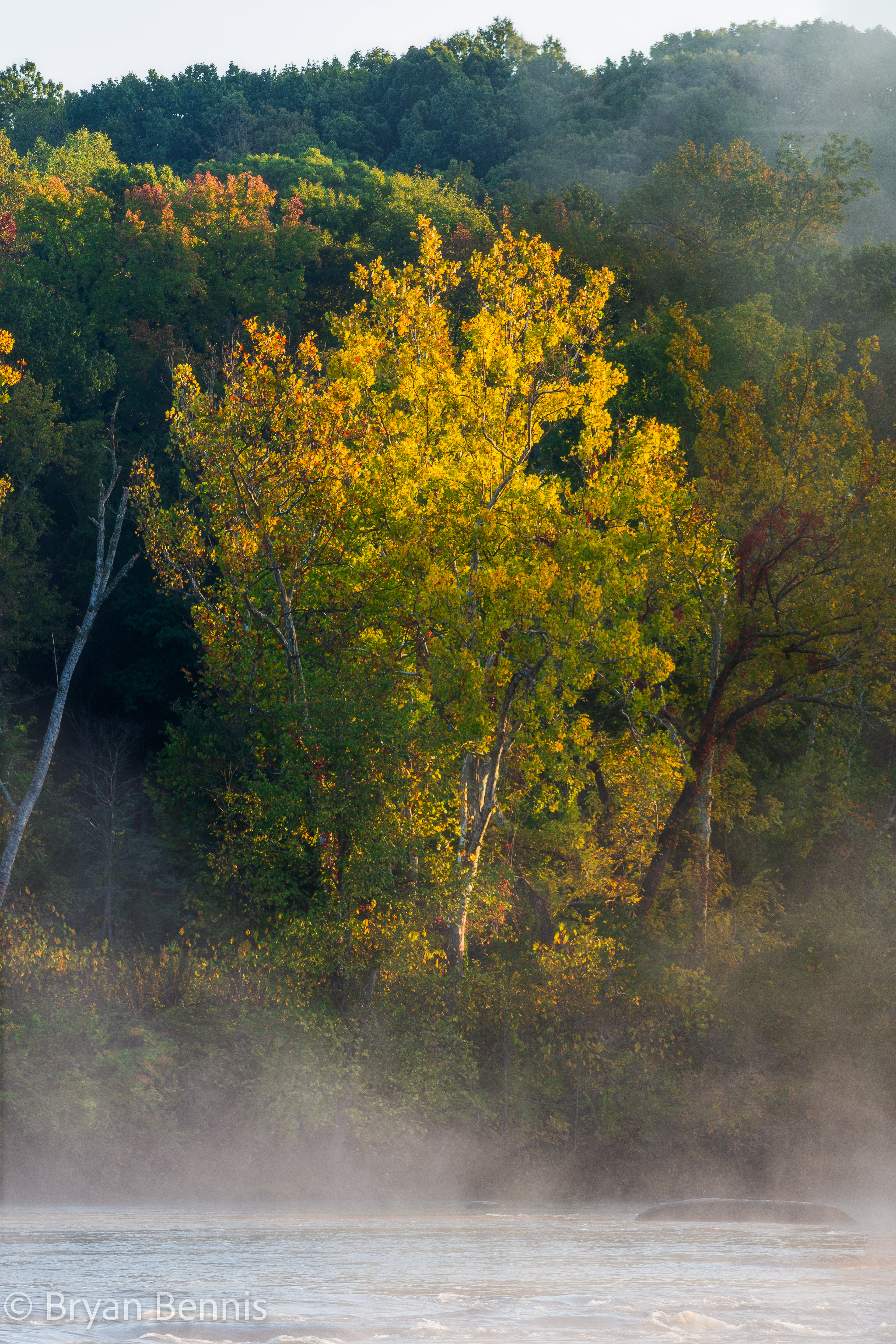 Gold and Green