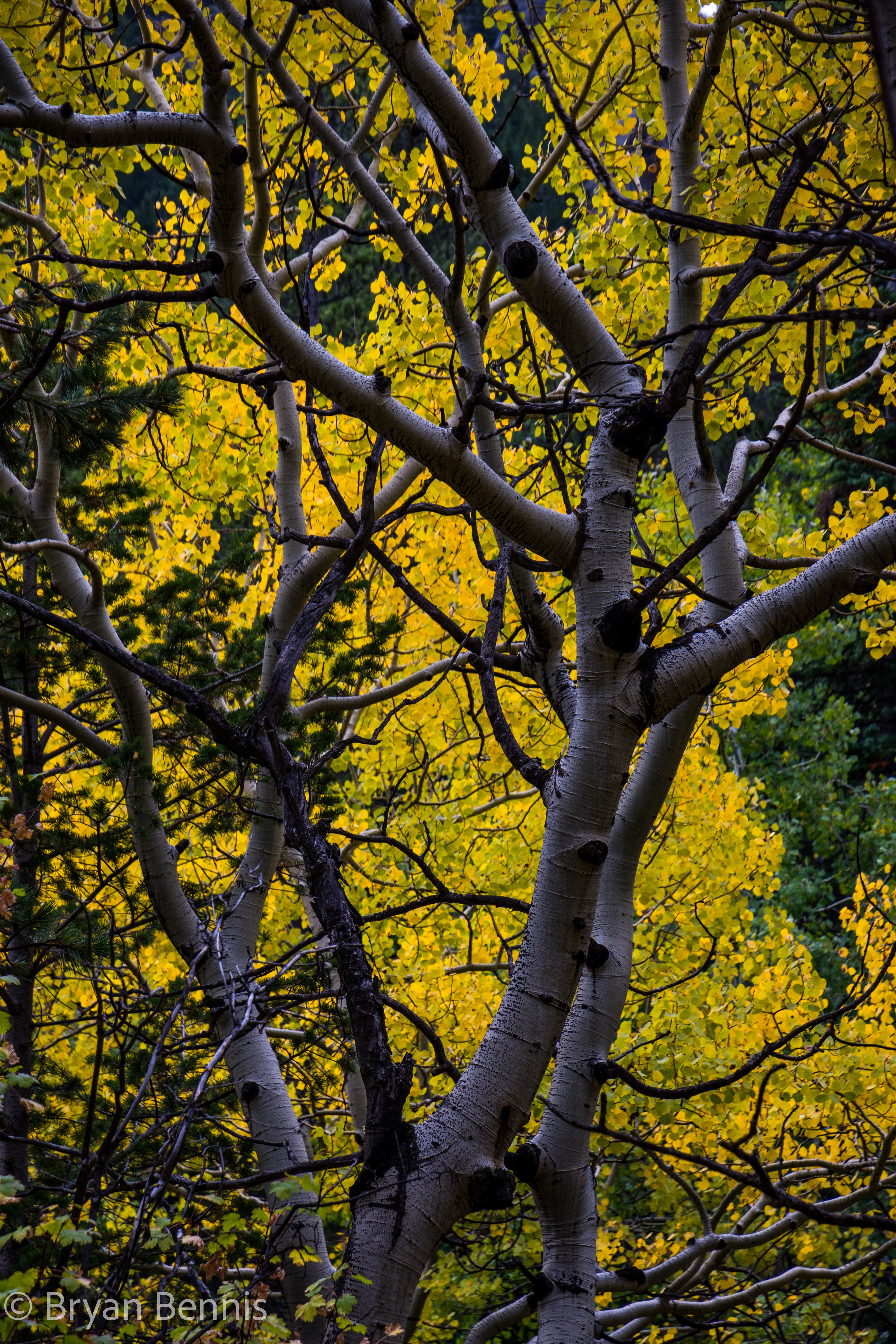 Peak to Peak Colors