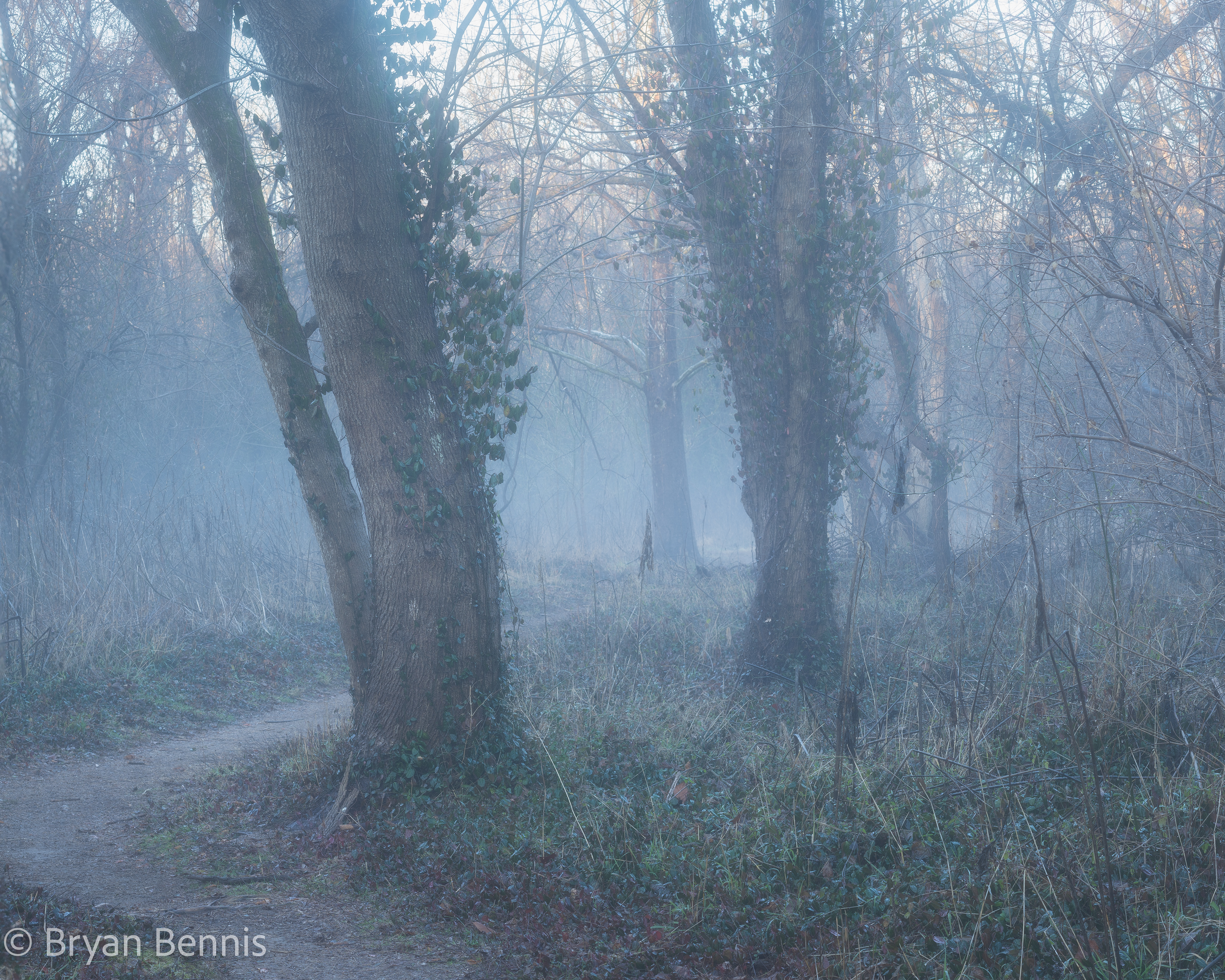 Foggy Morning